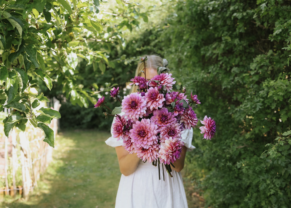 Dahlia - Molly Raven