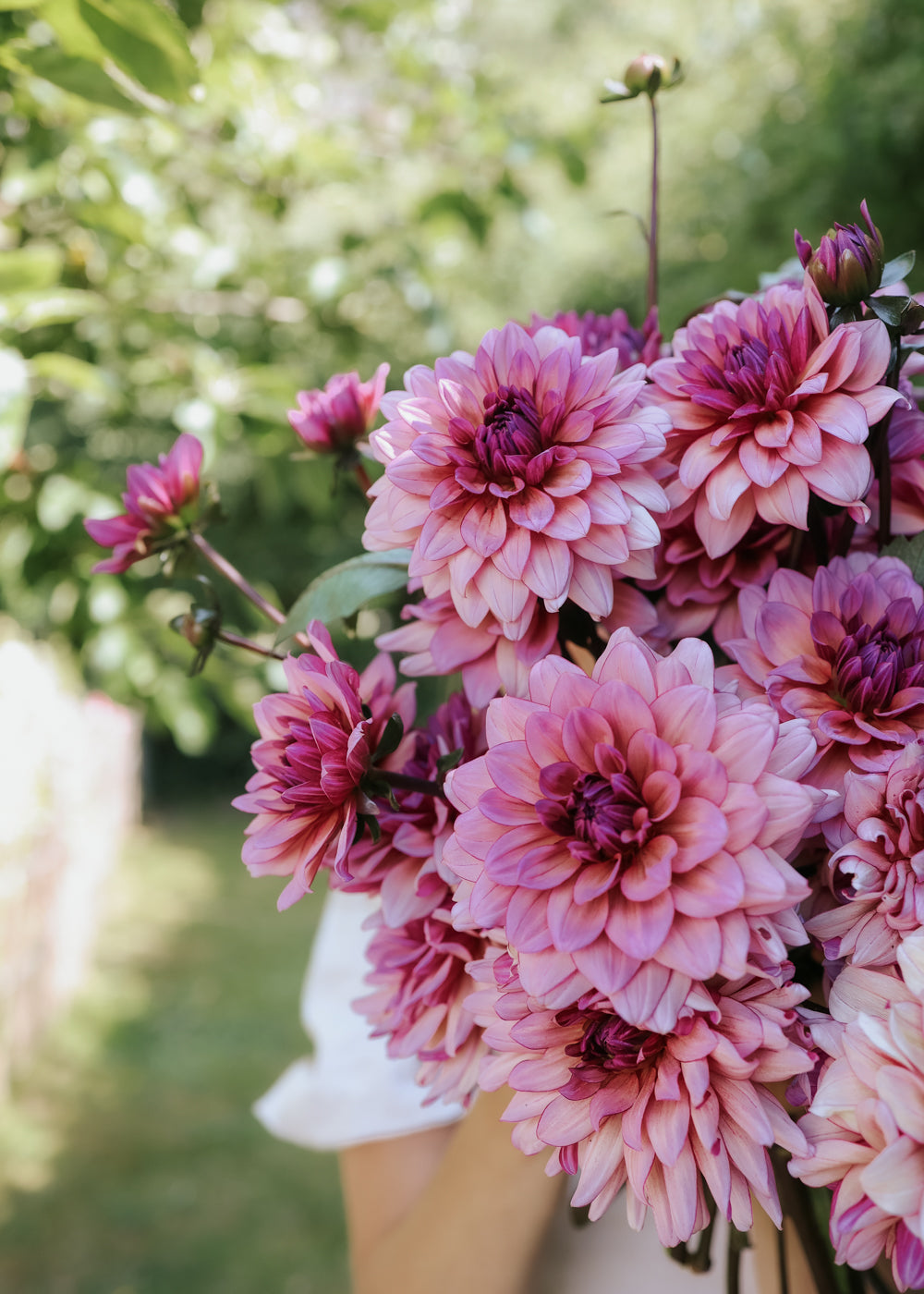 Dahlia - Molly Raven