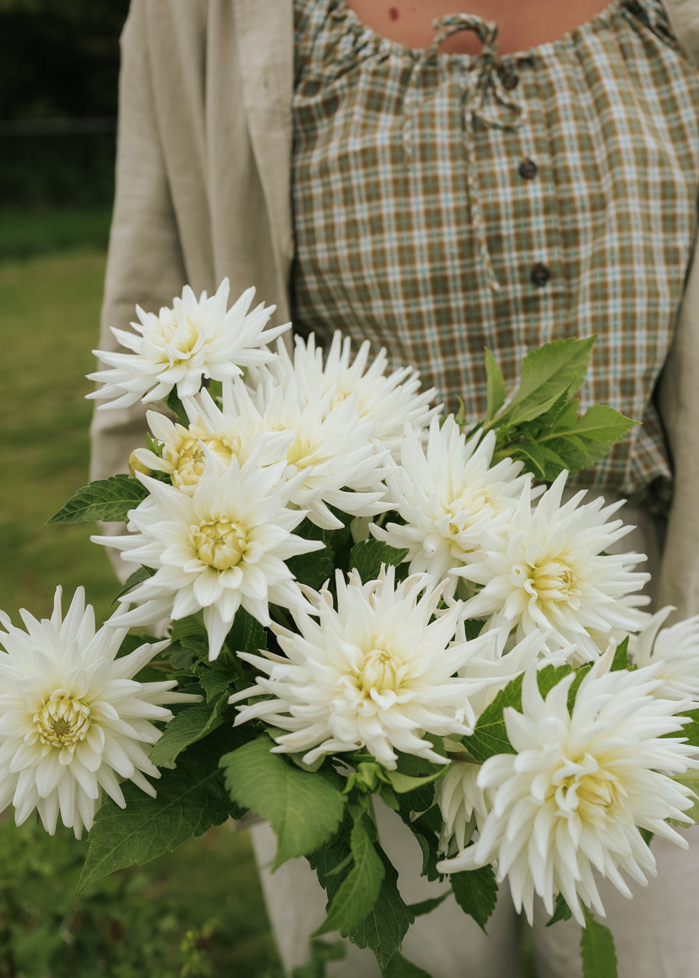 My Love Is Flower / Direct Drive 7インチ Dahlia - My Love - Buy tubers online – Florea Garden