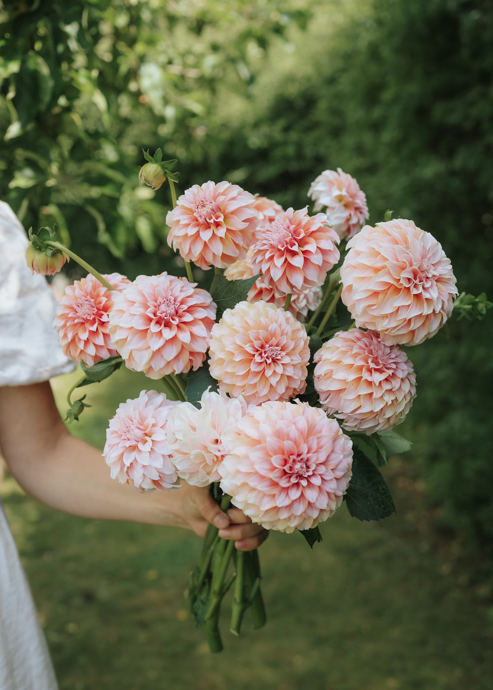 Dahlia - Peaches