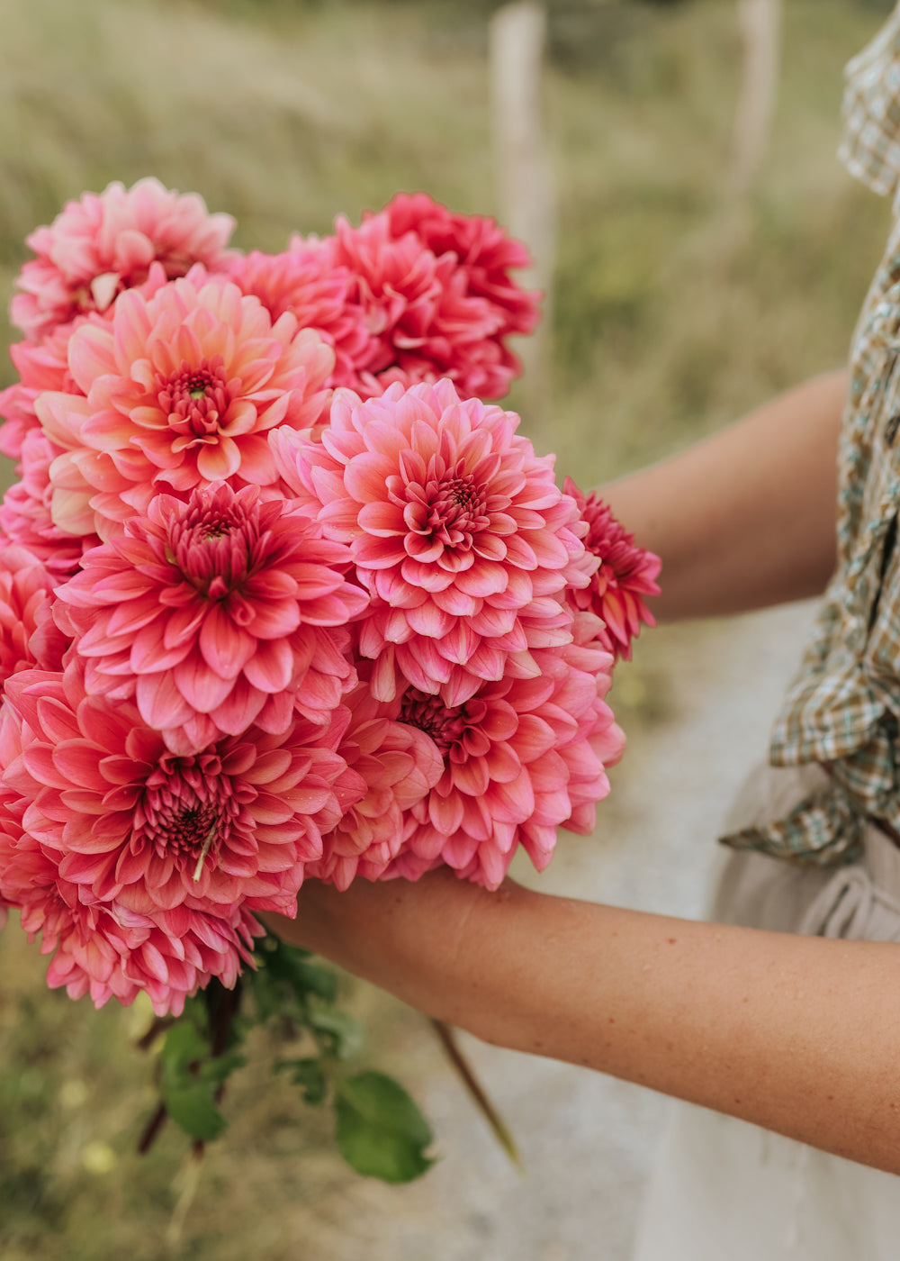 Dahlia - Salmon Runner