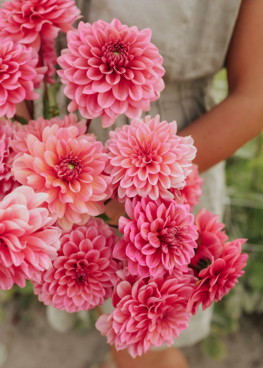 Dahlia - Salmon Runner