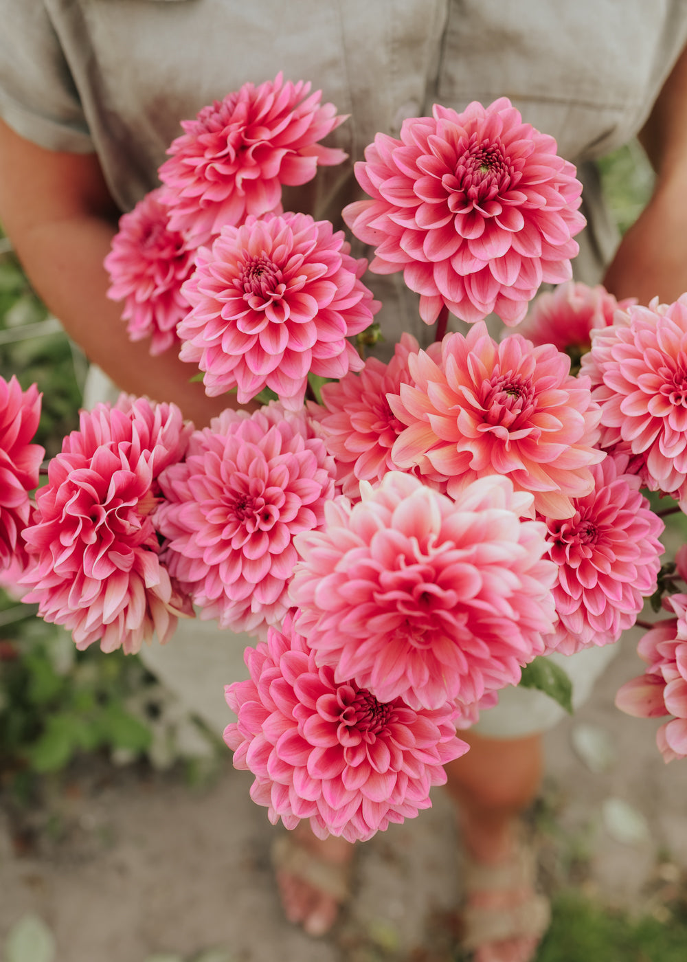 Dahlia - Salmon Runner