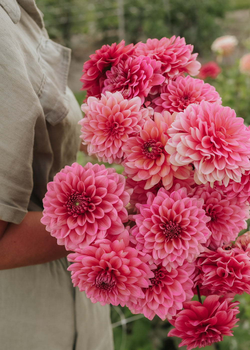 Dahlia - Salmon Runner