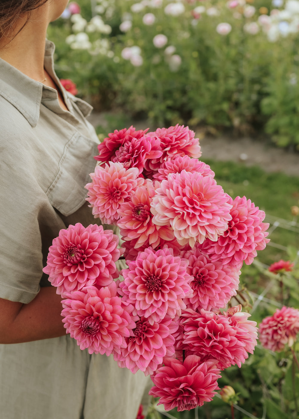 Dahlia - Salmon Runner