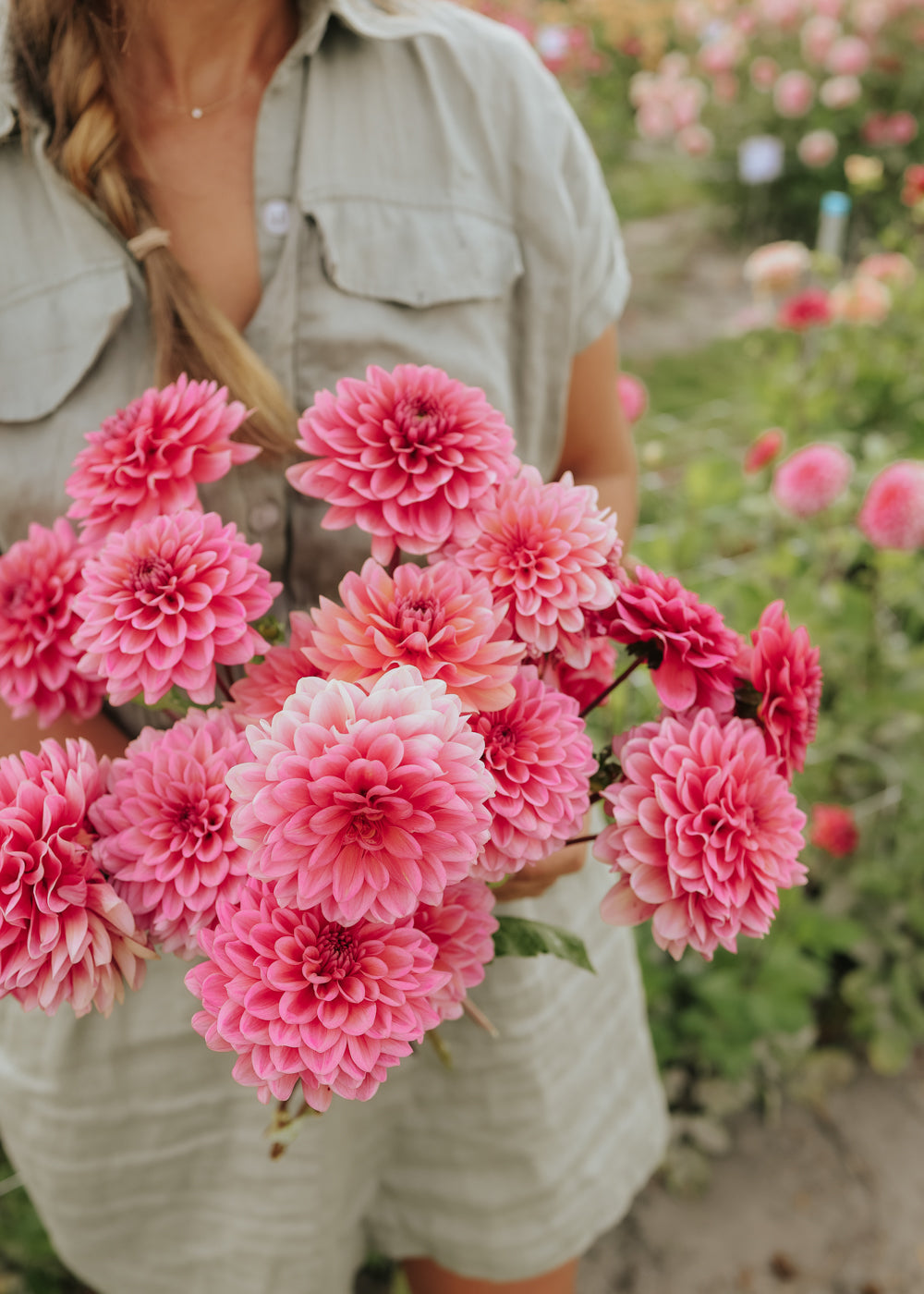 Dahlia - Salmon Runner