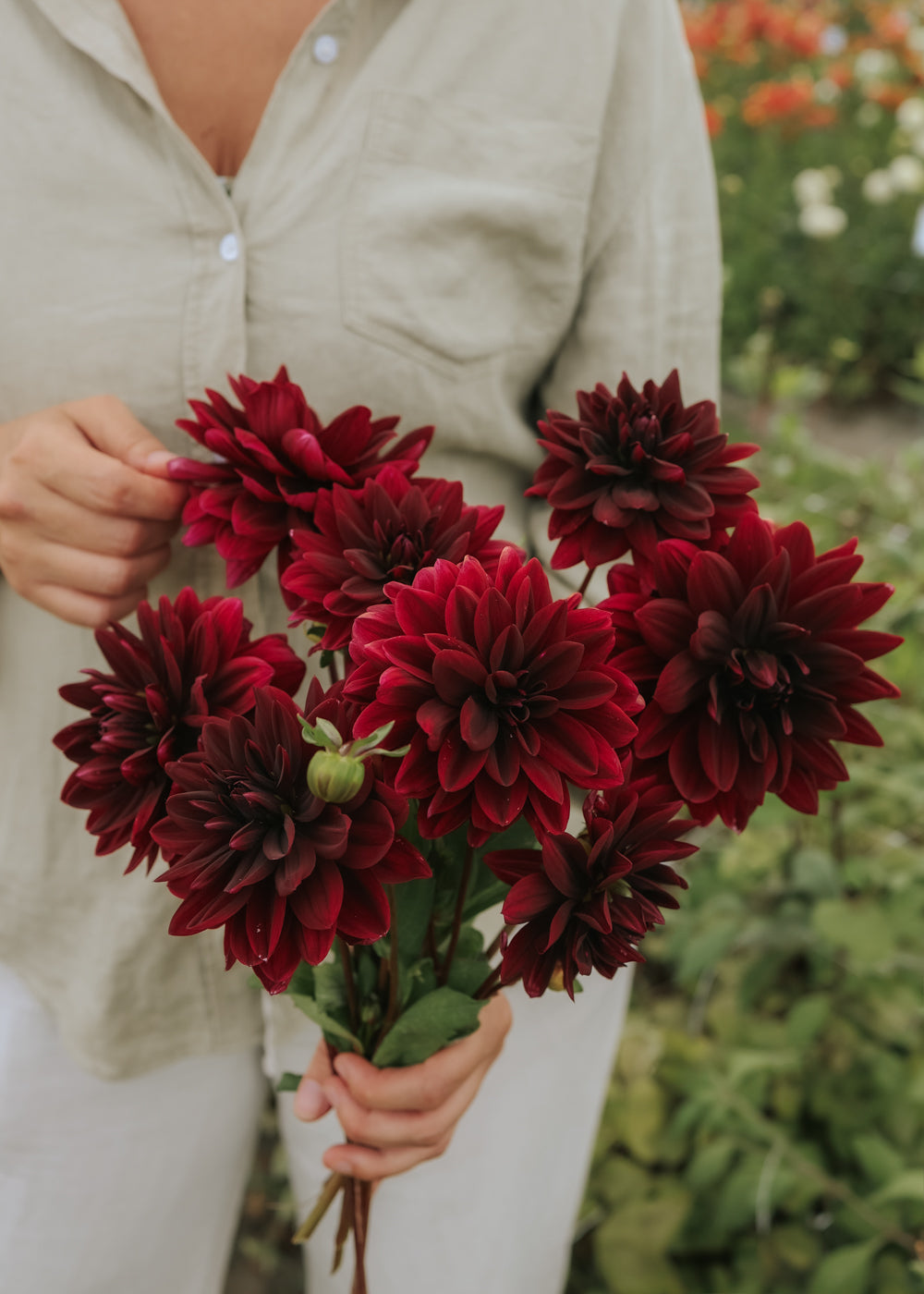 Dahlia - Sam Hopkins