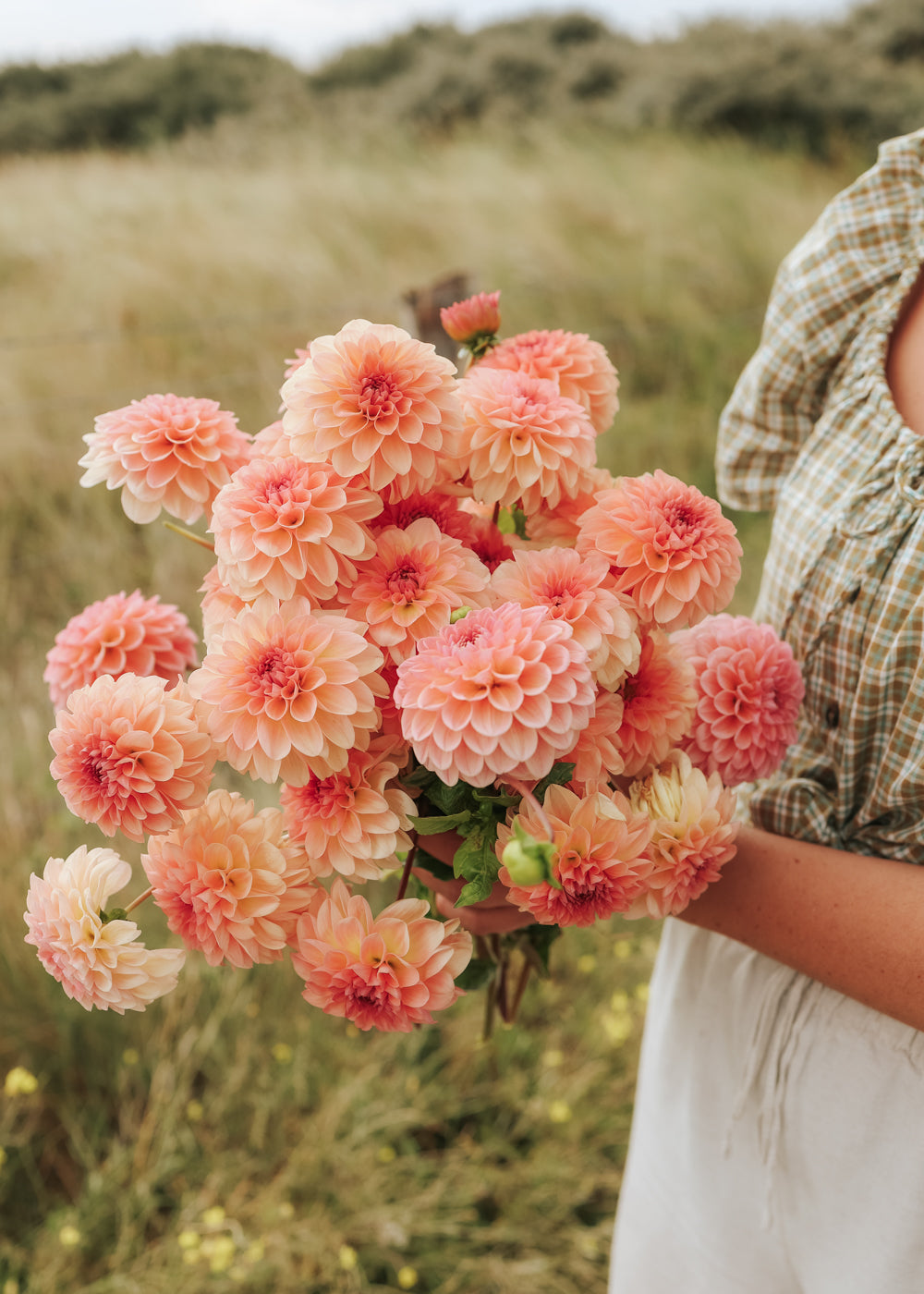 dahlia seeds for sale floret Dahlia - Sebastian