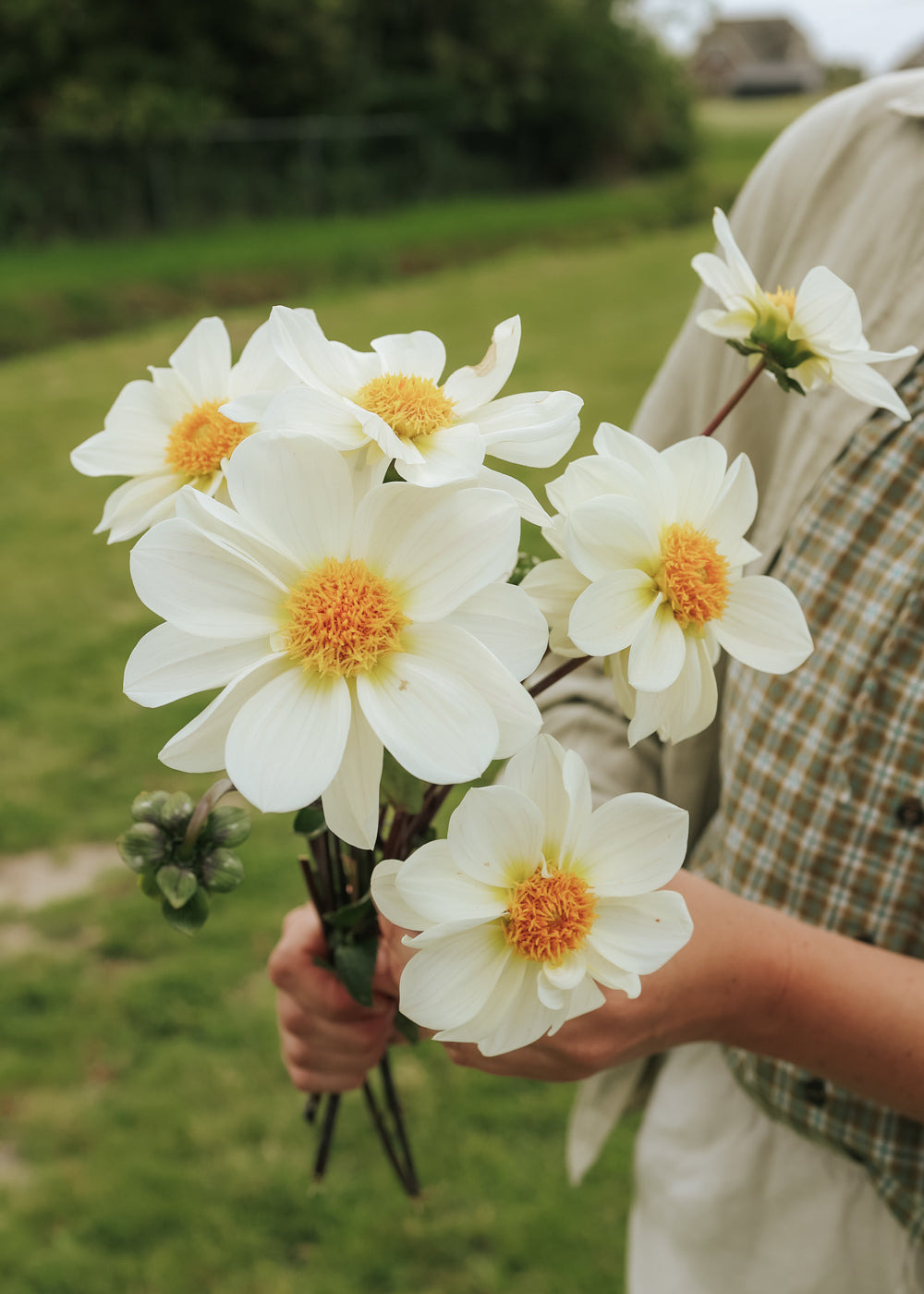 Dahlia - White Emperor