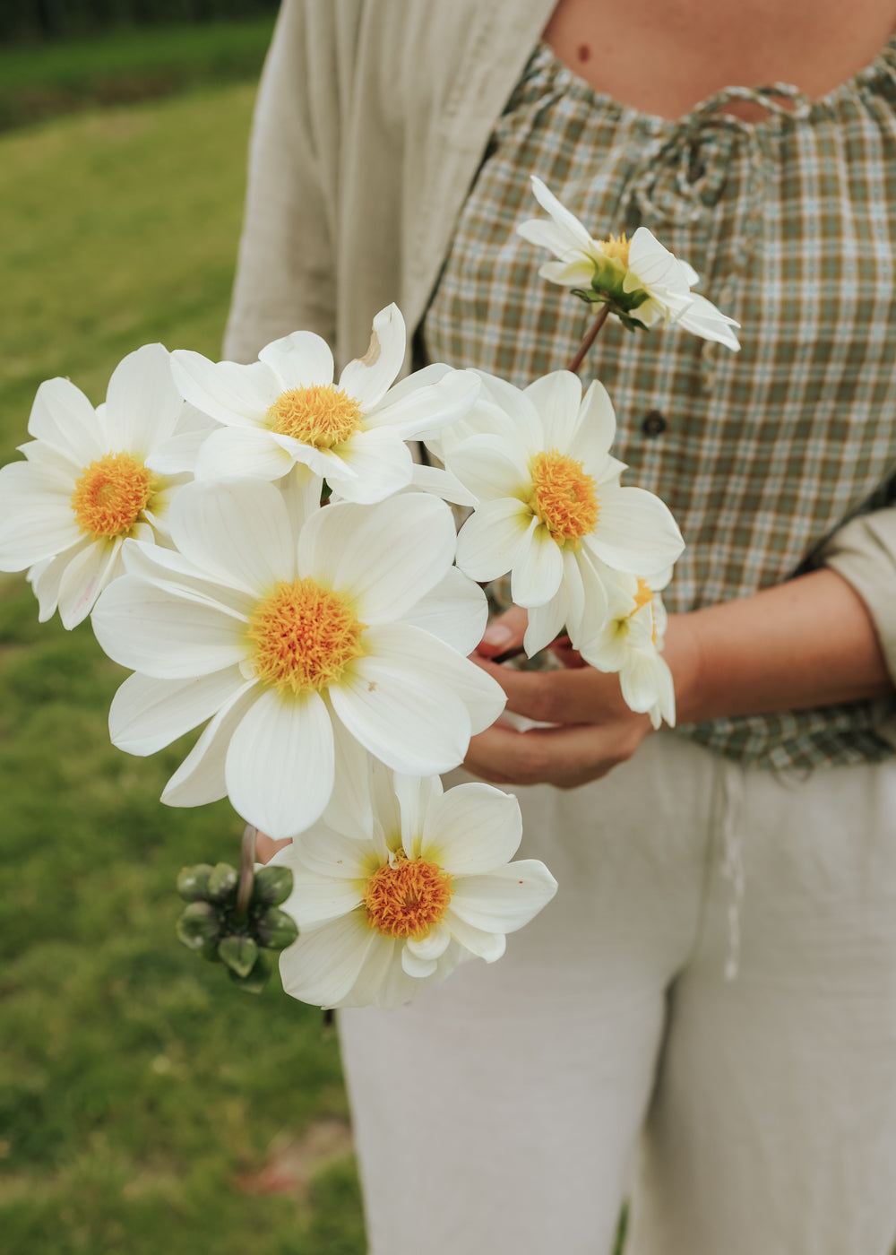 Dahlia - White Emperor