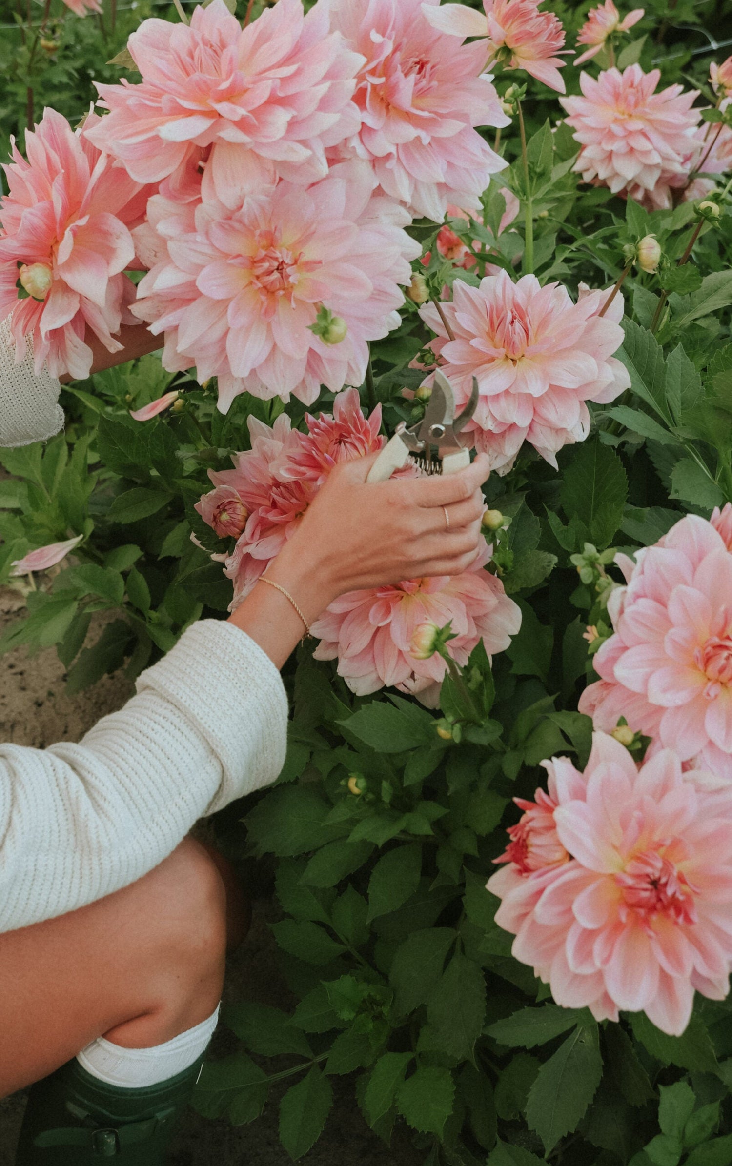 Dahlia - Fairway Pilot