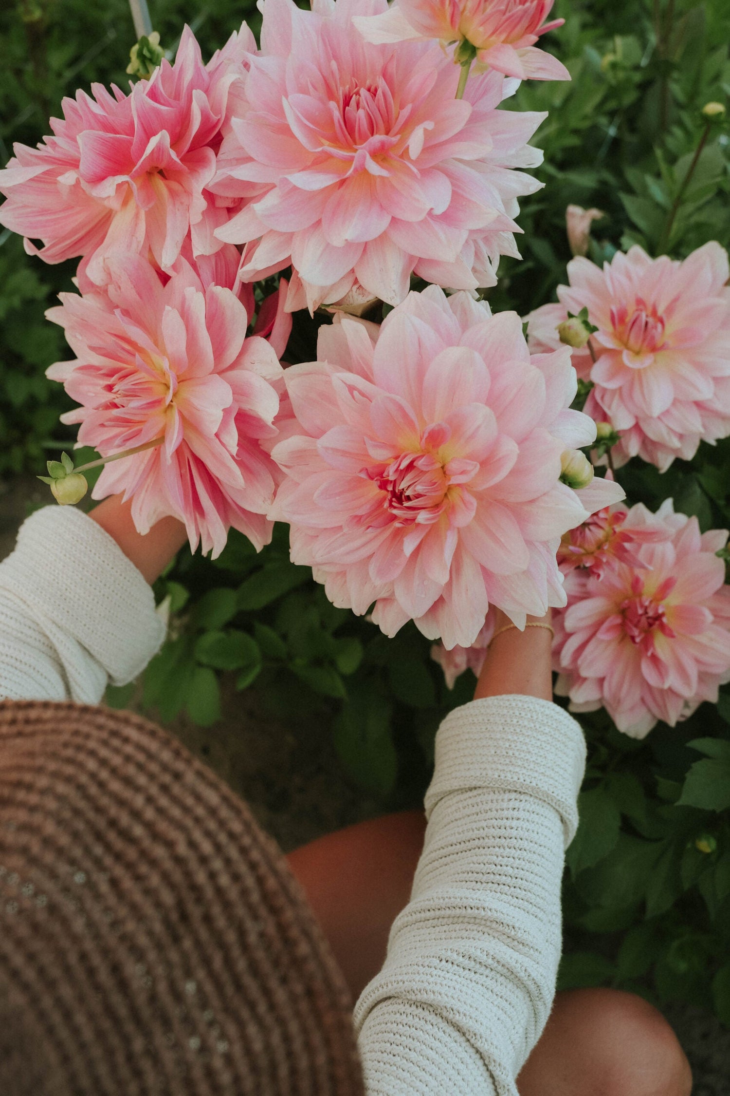 Dahlia - Fairway Pilot