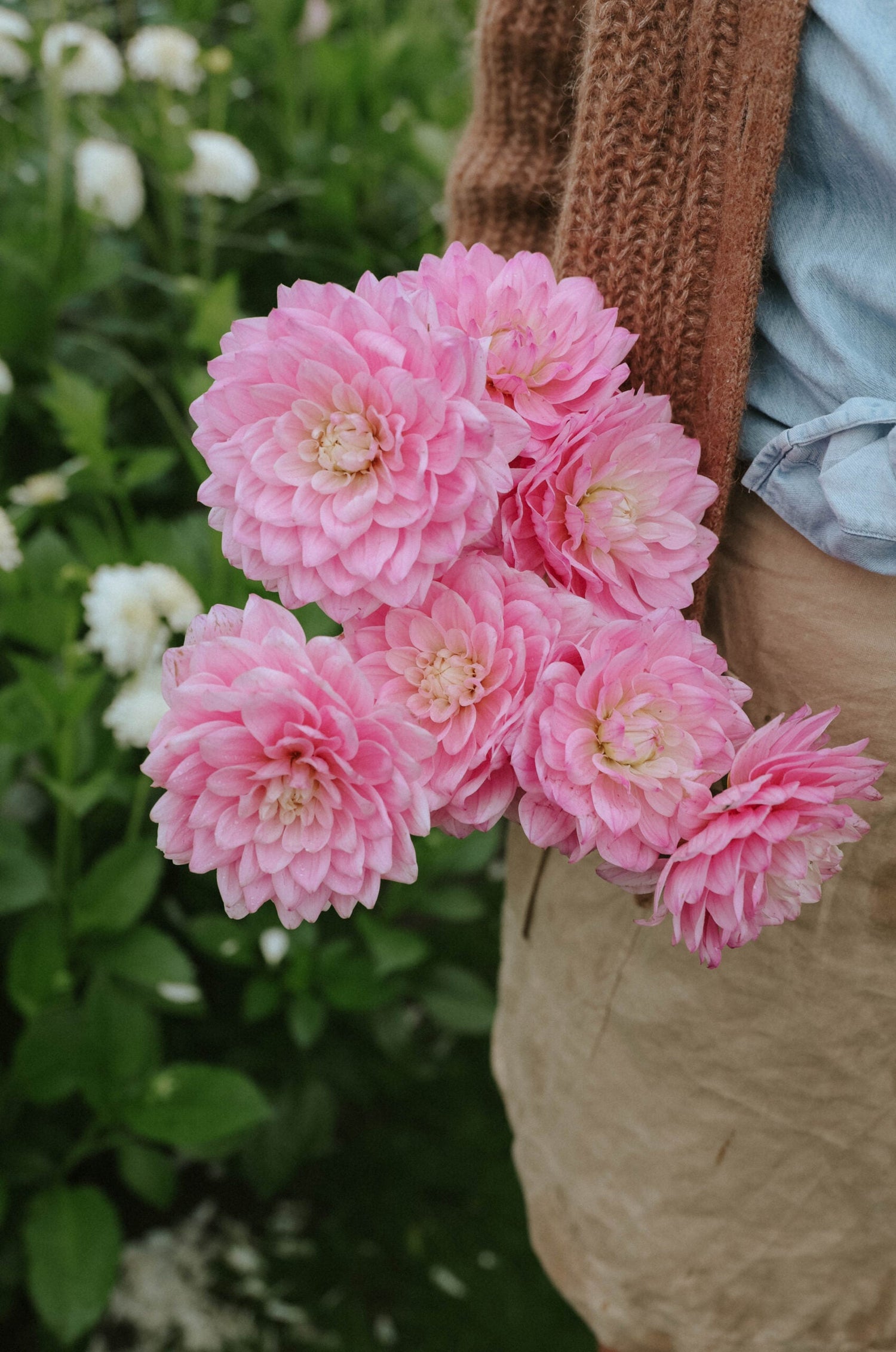 Dahlia - Karma Prospero