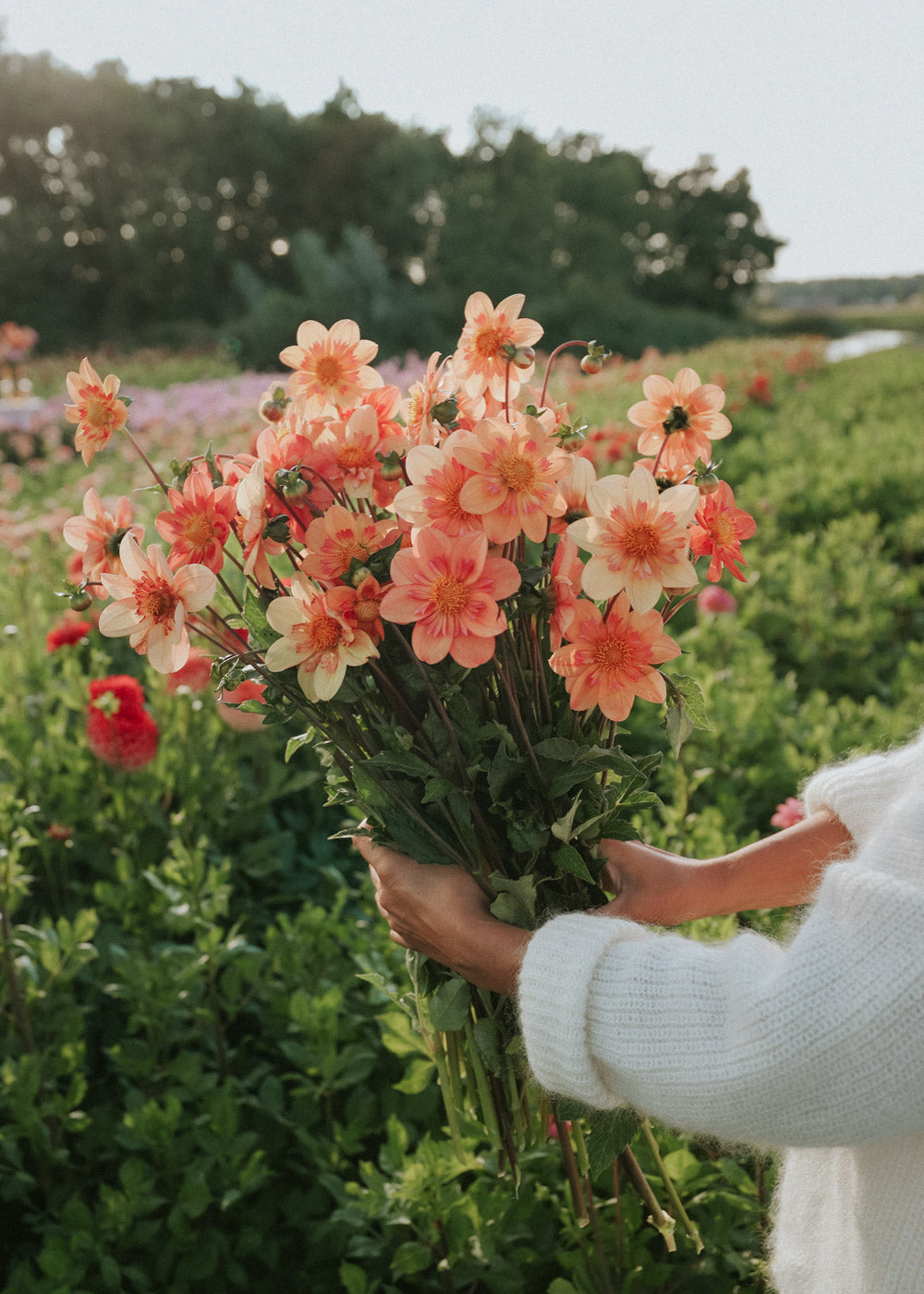 Dahlia - Kelsey Annie Joy