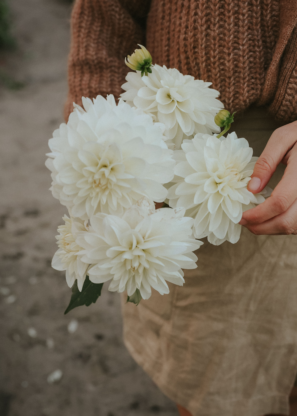 Dahlia - Wizard of Oz