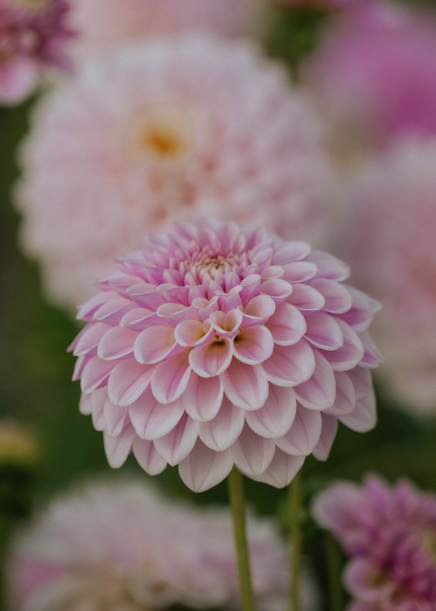 Dahlia - Pink Silk