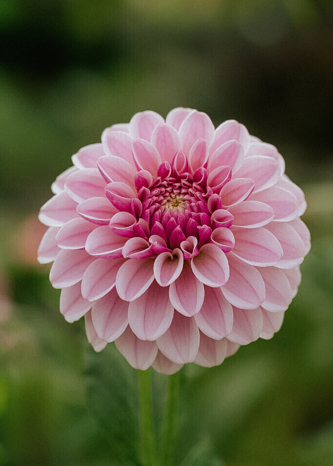 Dahlia - Pink Silk