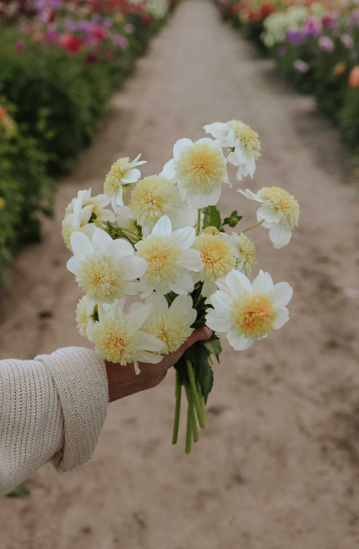 Dahlia - Platinum Blonde