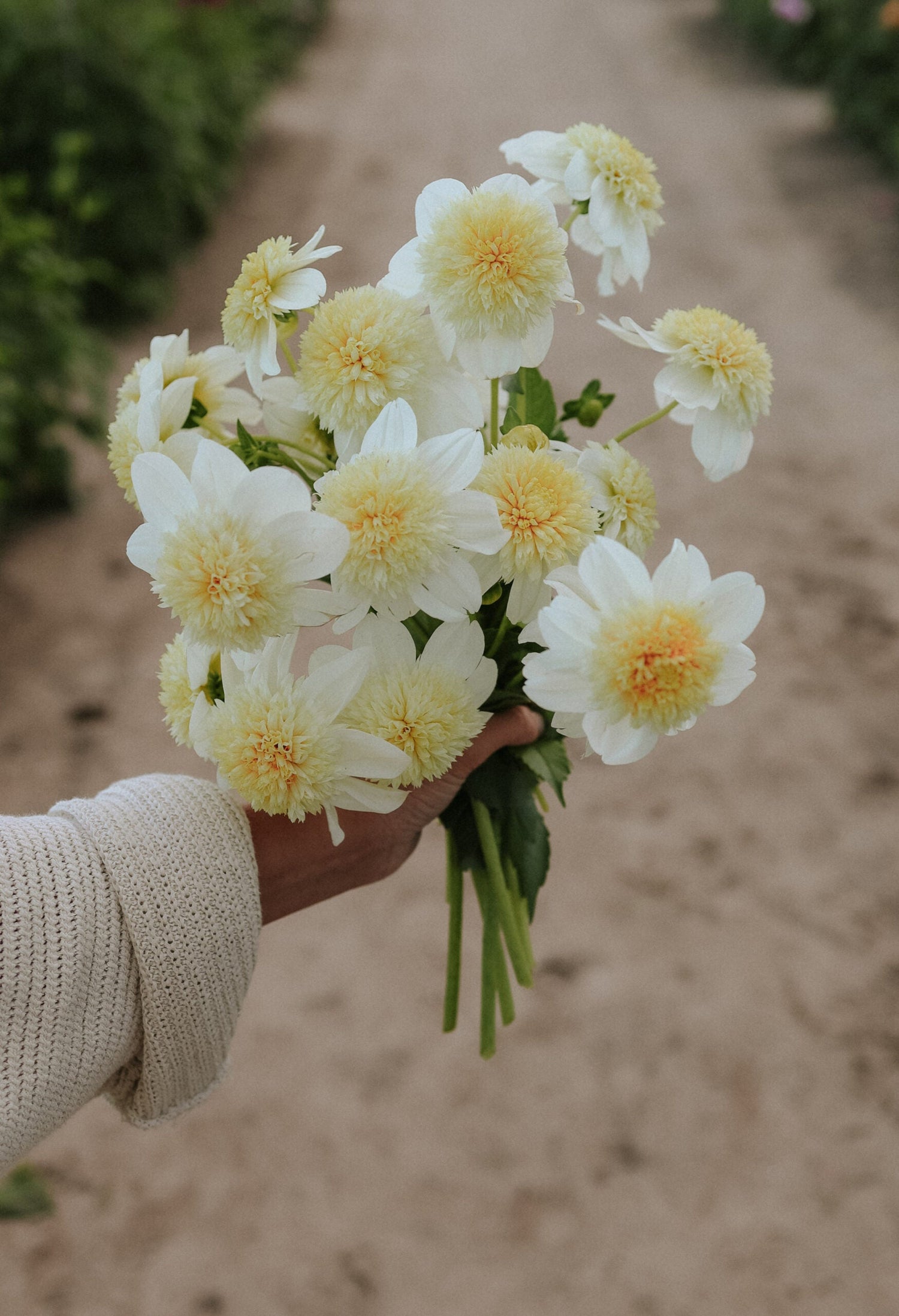 Dahlia - Platinum Blonde