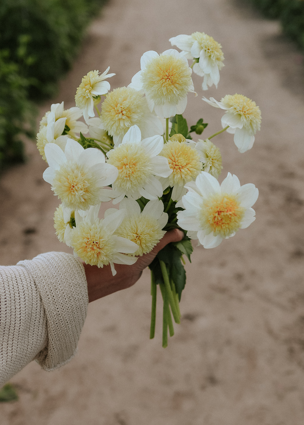 Dahlia - Wizard of Oz