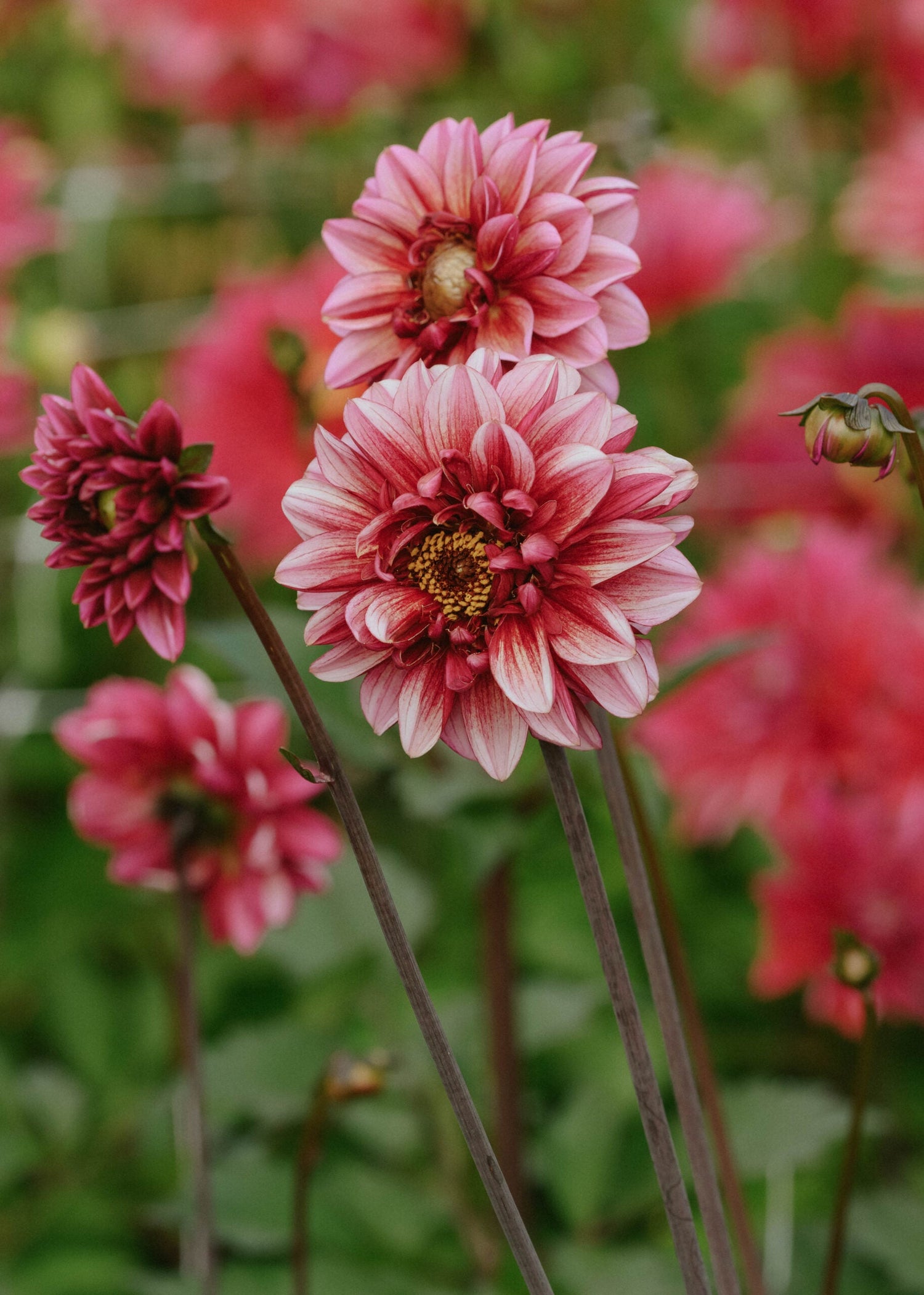 Dahlia - Senior's Hope