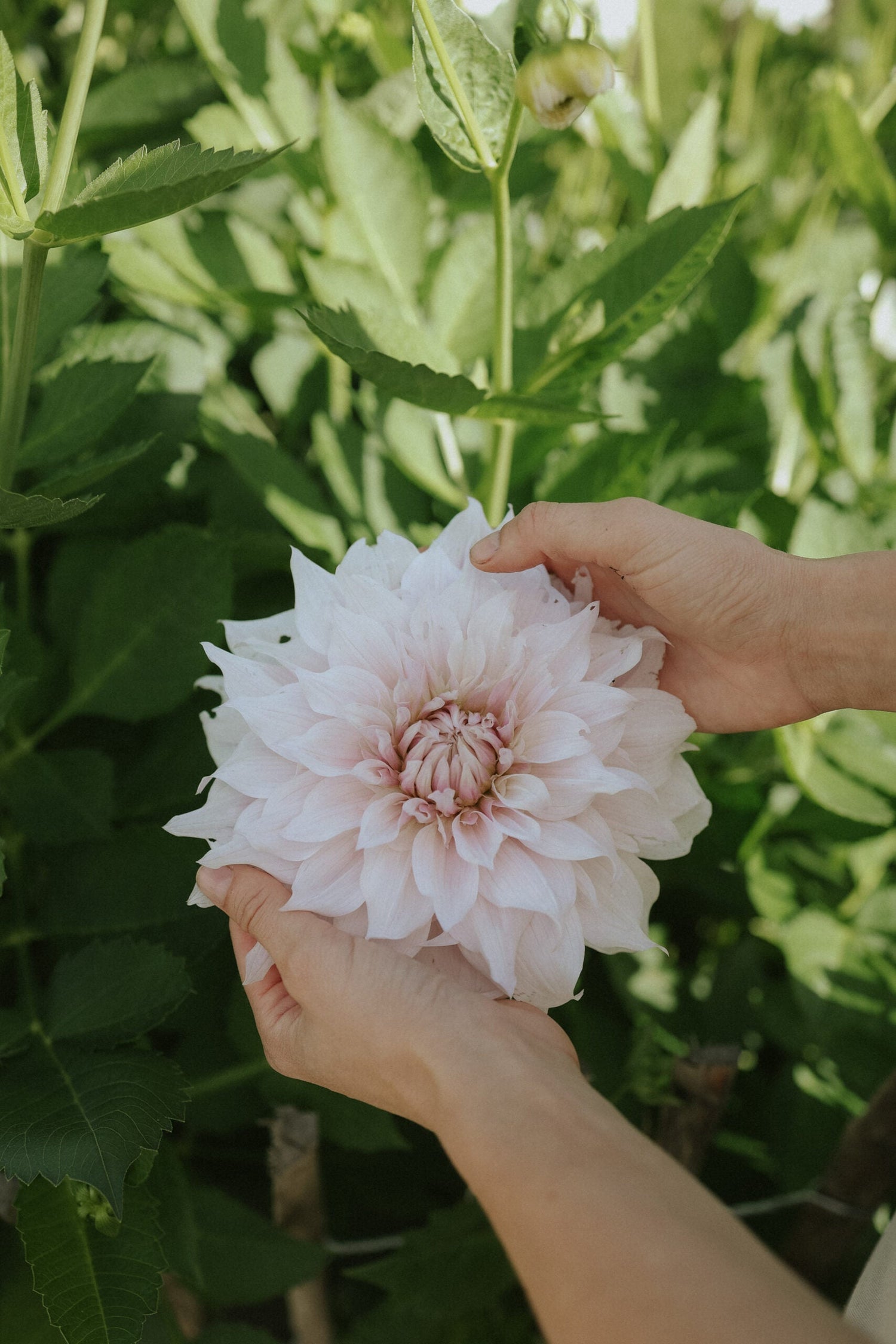 Dahlia - Shiloh Noelle