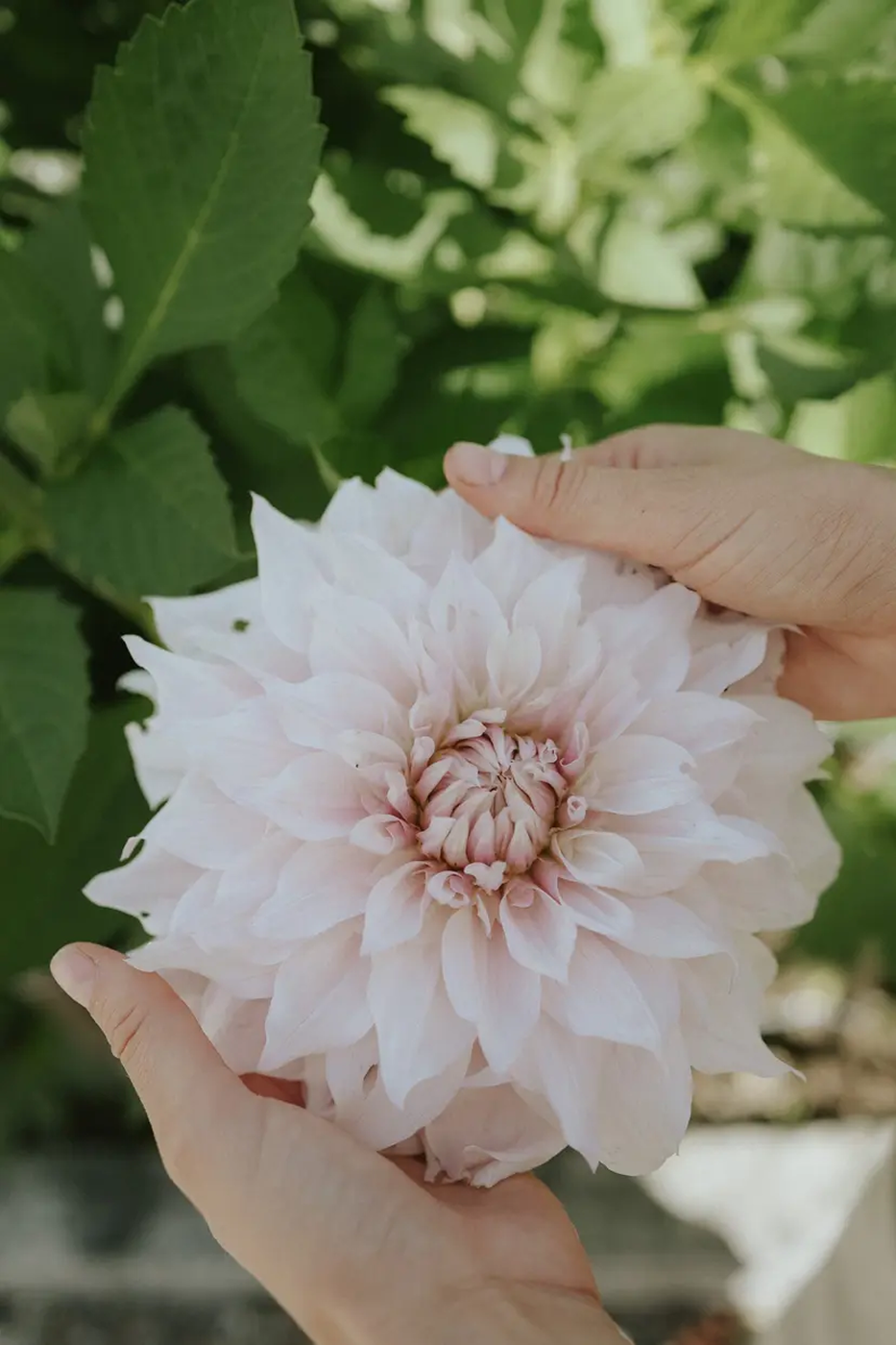 Dahlia - Shiloh Noelle