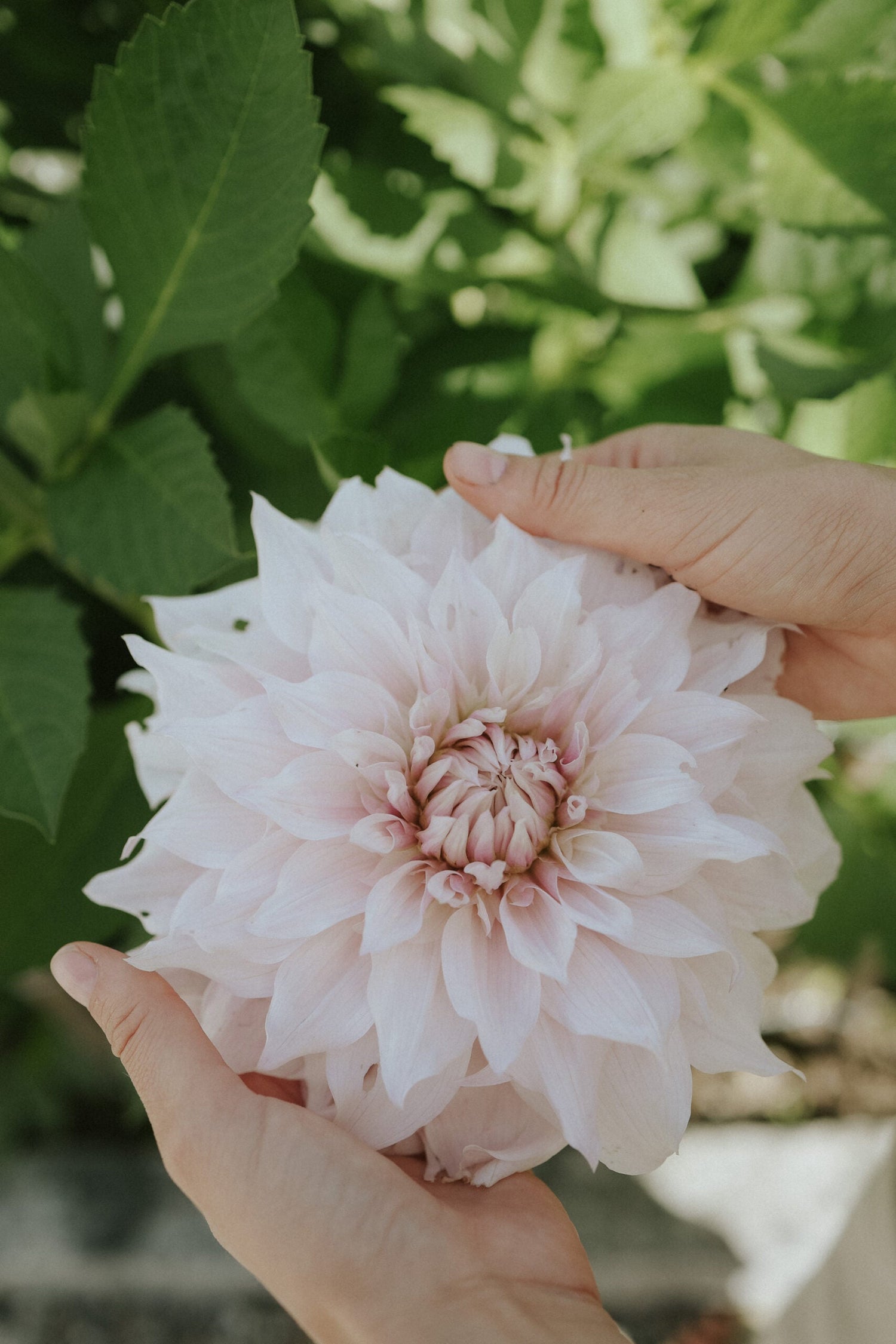 Dahlia - Shiloh Noelle