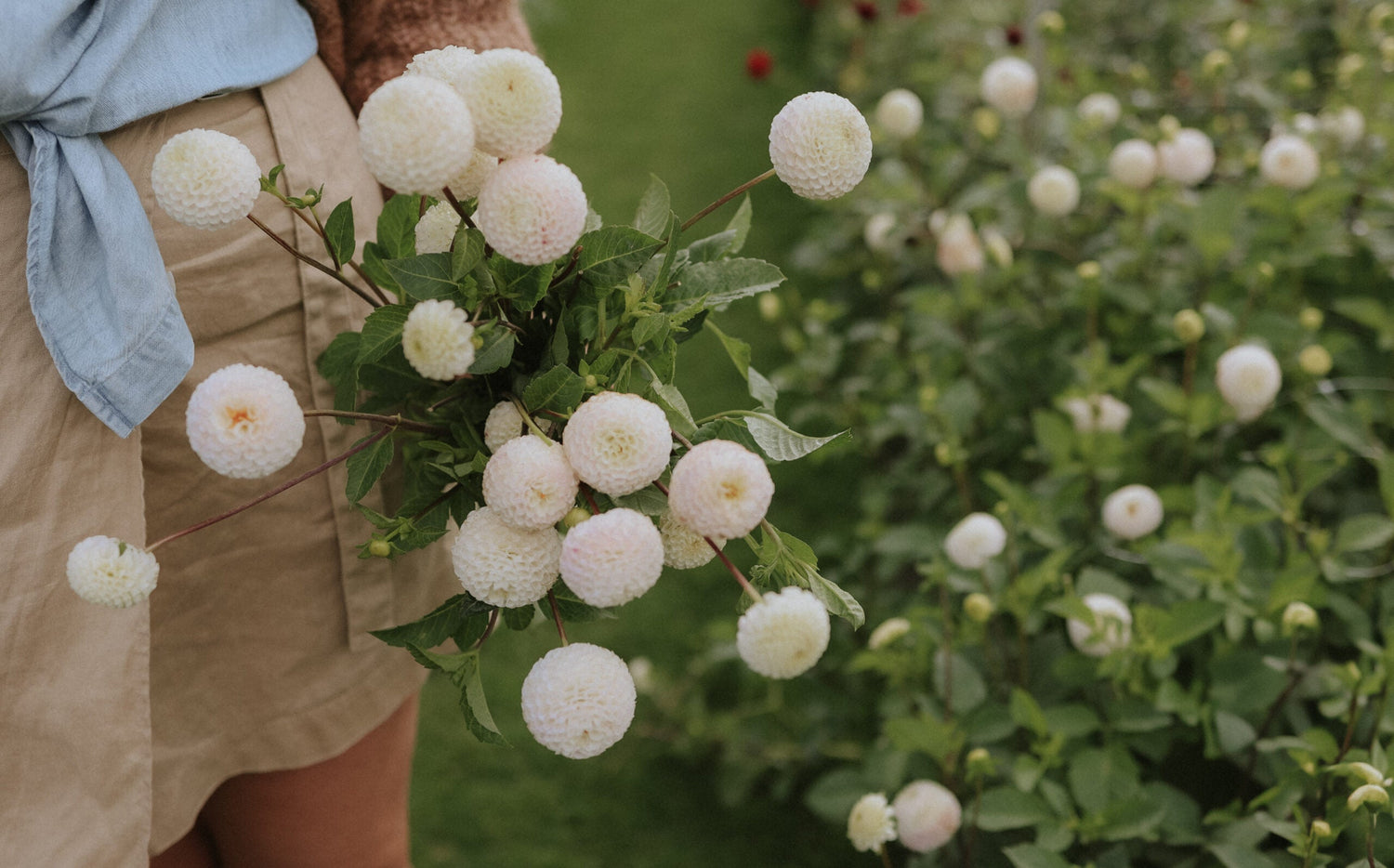 Dahlia - Small World