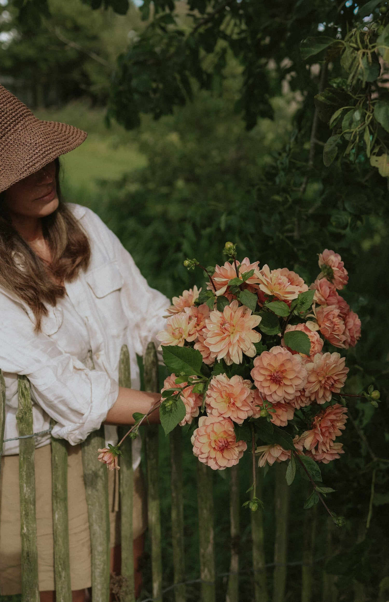 Dahlia - Yelno Harmony