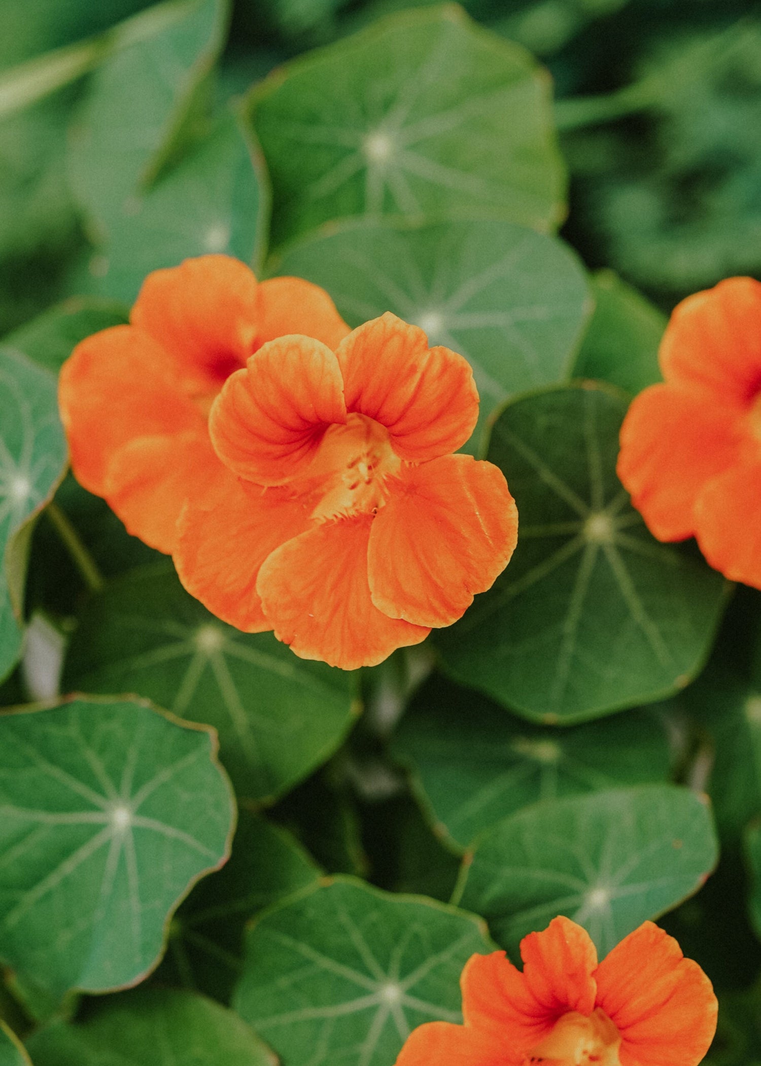 Nasturtium - Double Orange Gleam