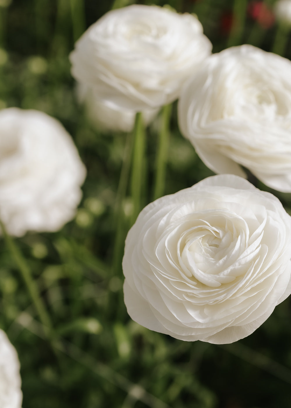 Ranunculus – Elegance Bianco