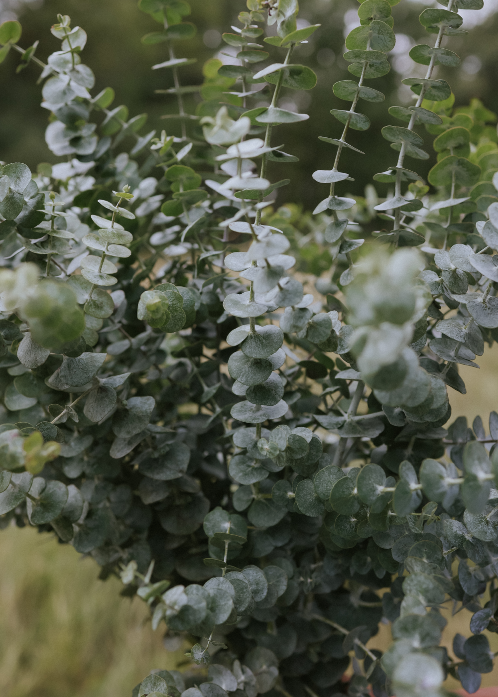 Eucalyptus - Baby Blue Spiral