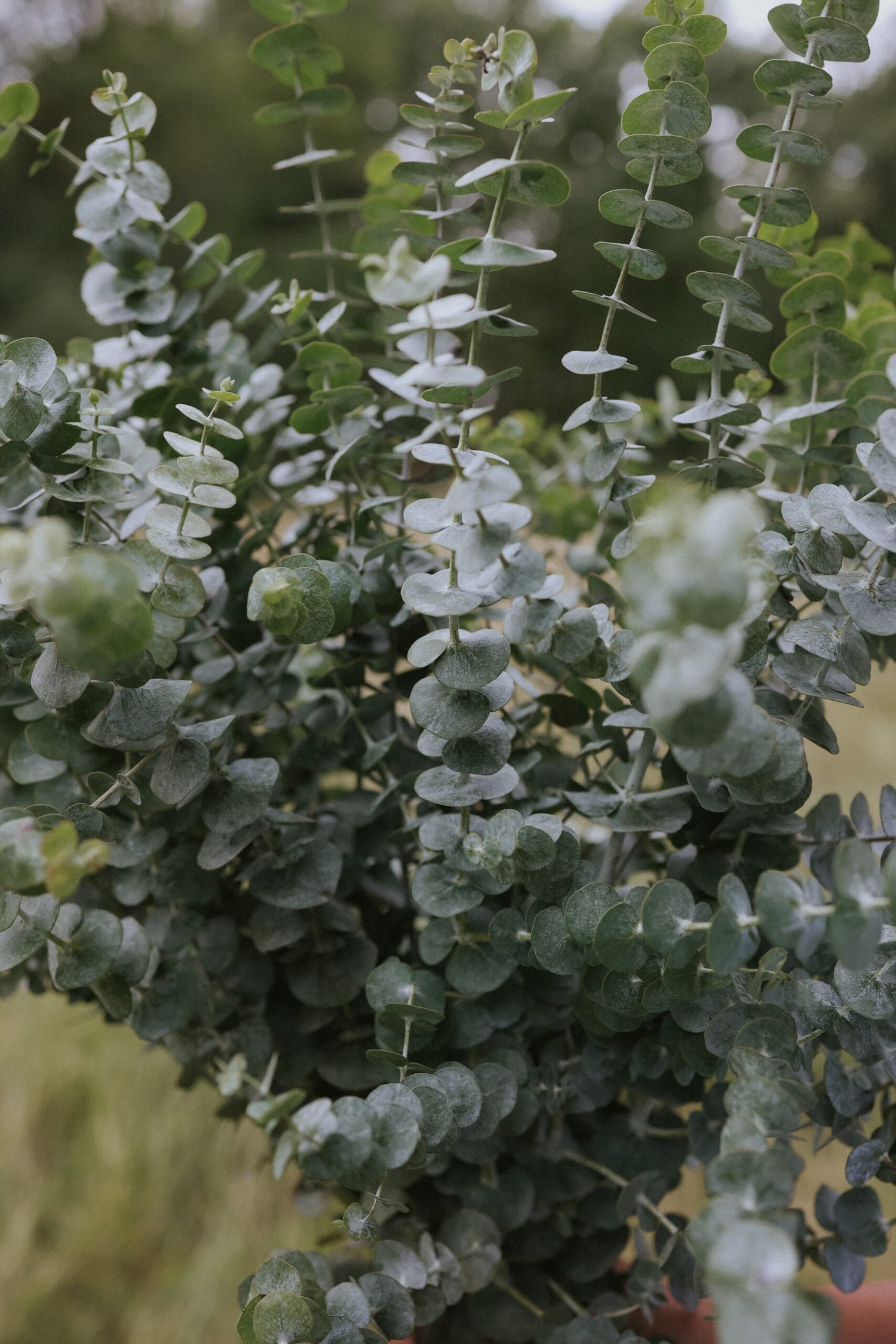 Eucalyptus - Baby Blue Spiral