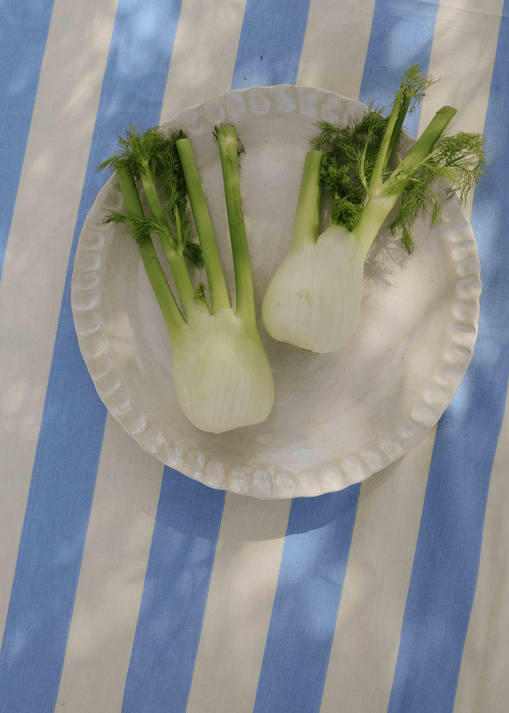 Sweet Fennel - Fino