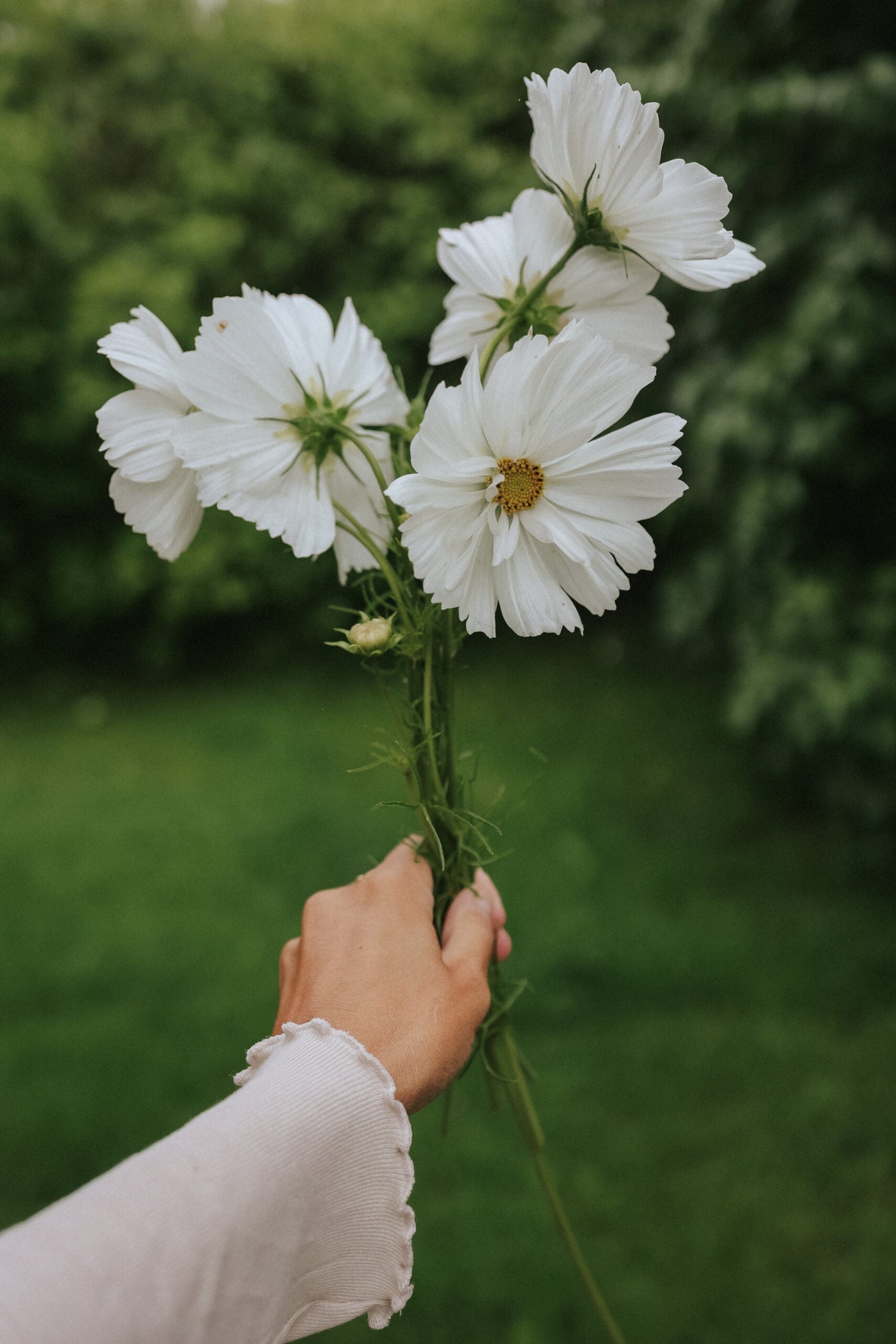 Cosmos - Fizzy White