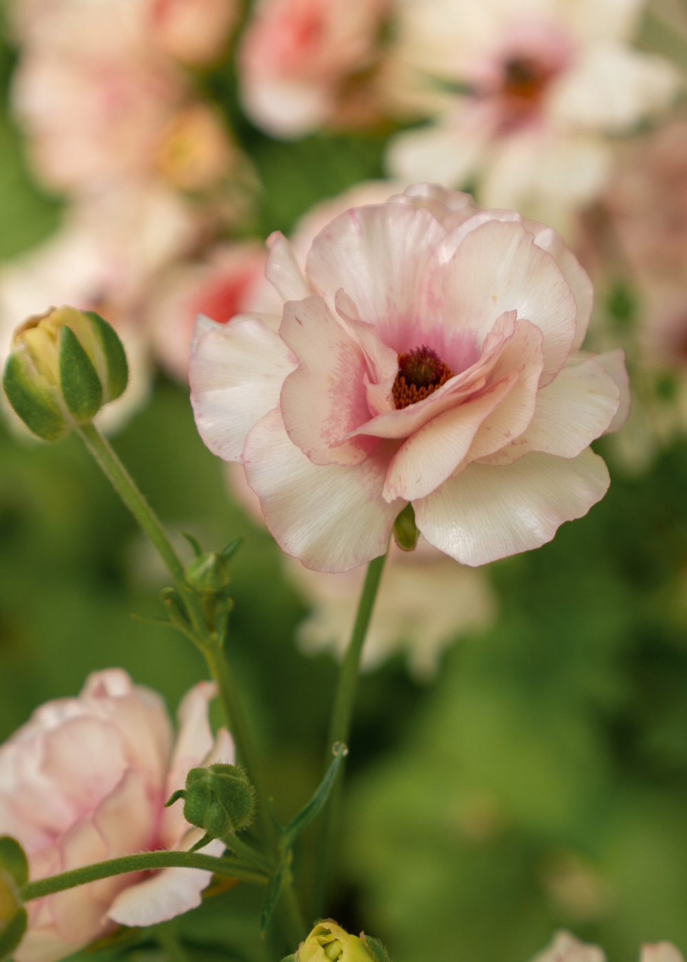 Butterfly Ranunculus - Ariadne