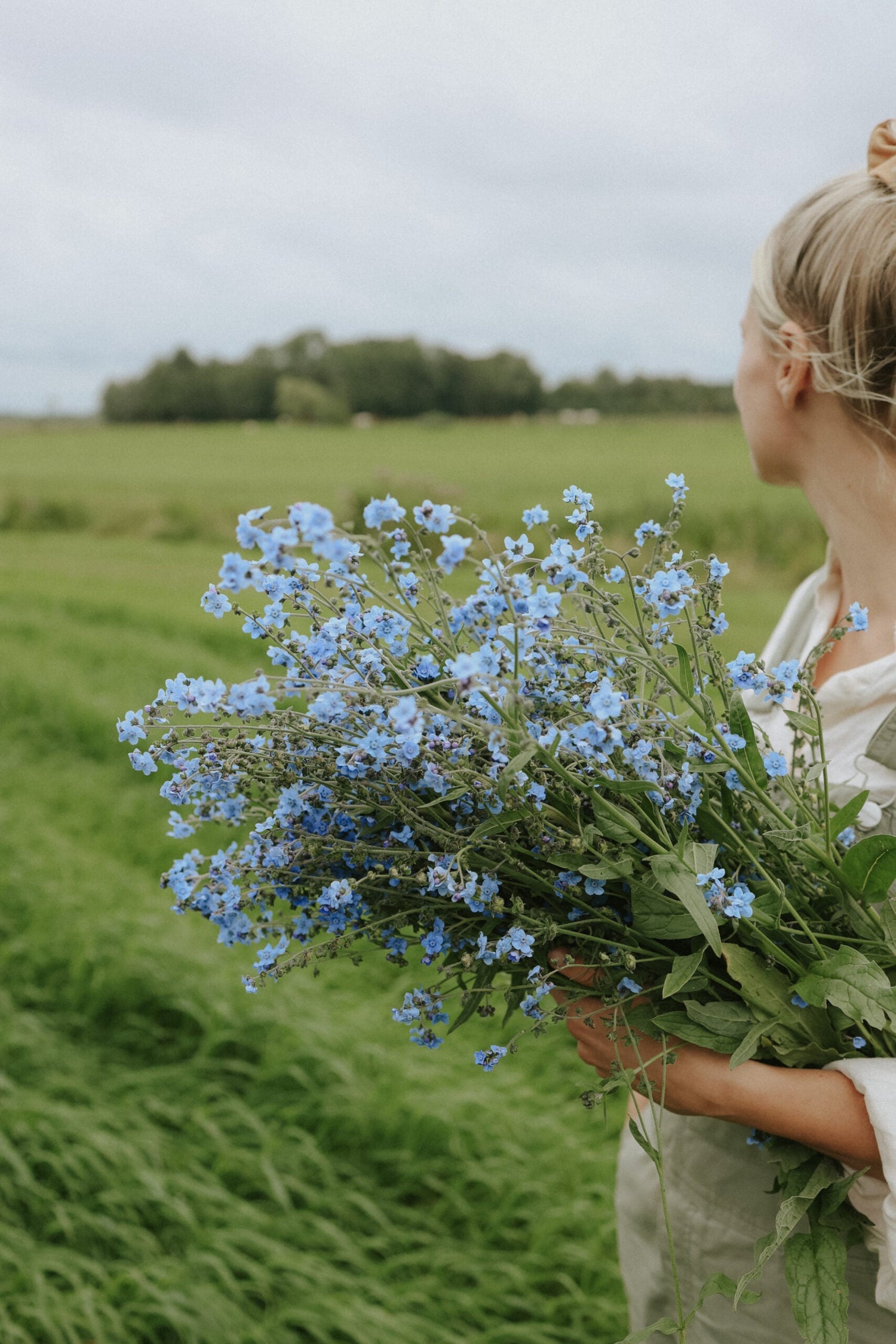 Chinese Forget-Me-Not - Mystic Blue