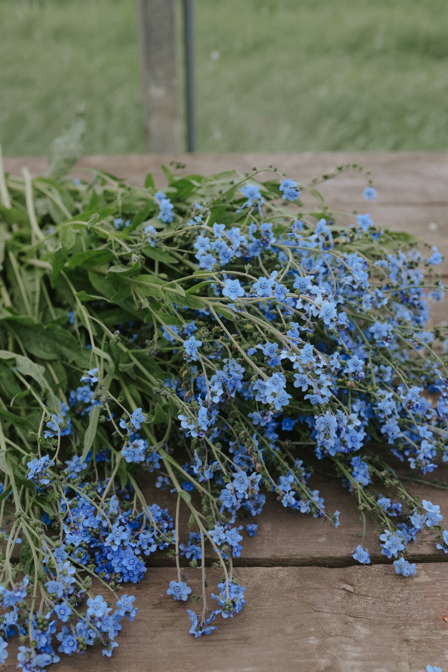 Chinese Forget-Me-Not - Mystic Blue