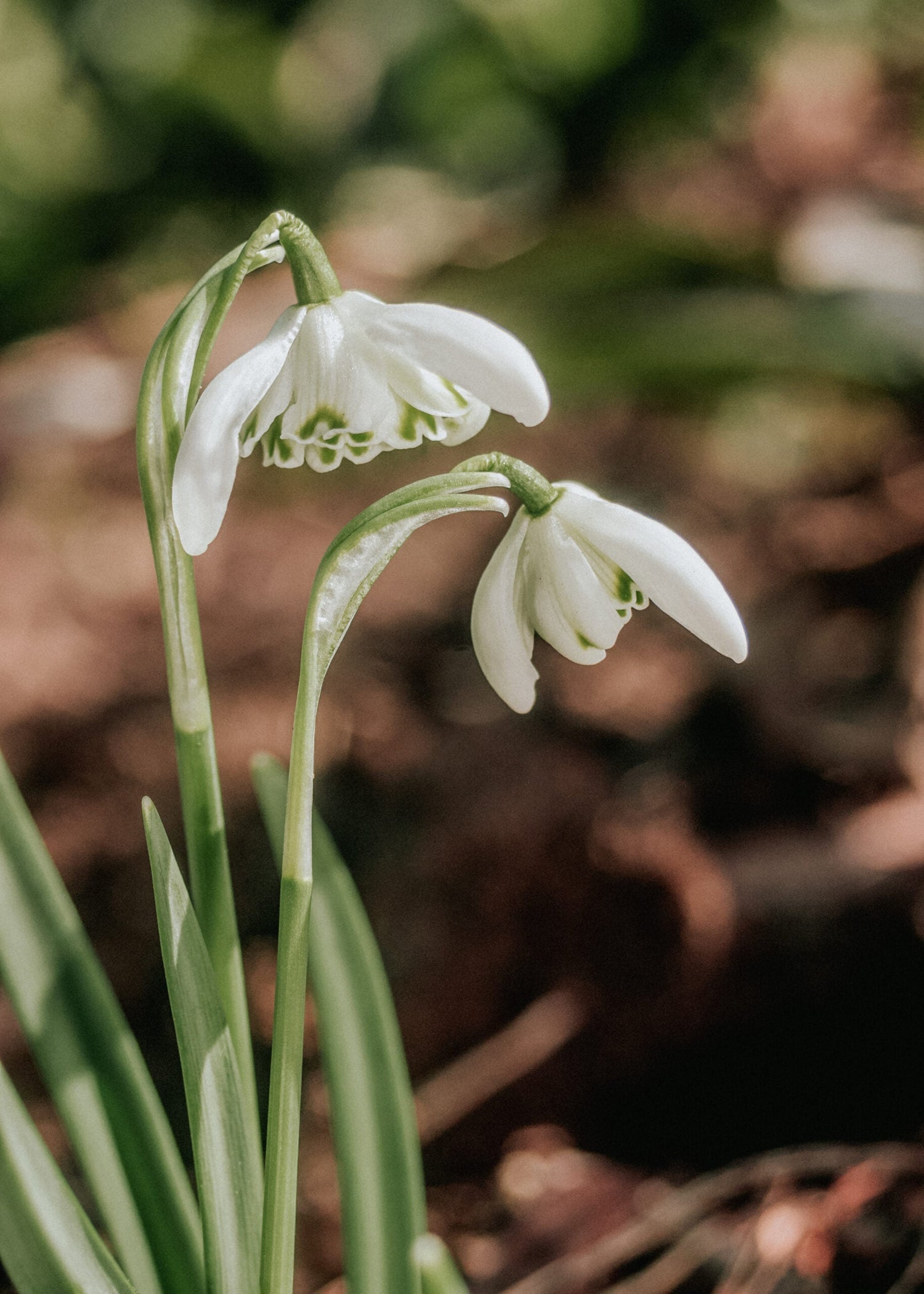 Galanthus - Double
