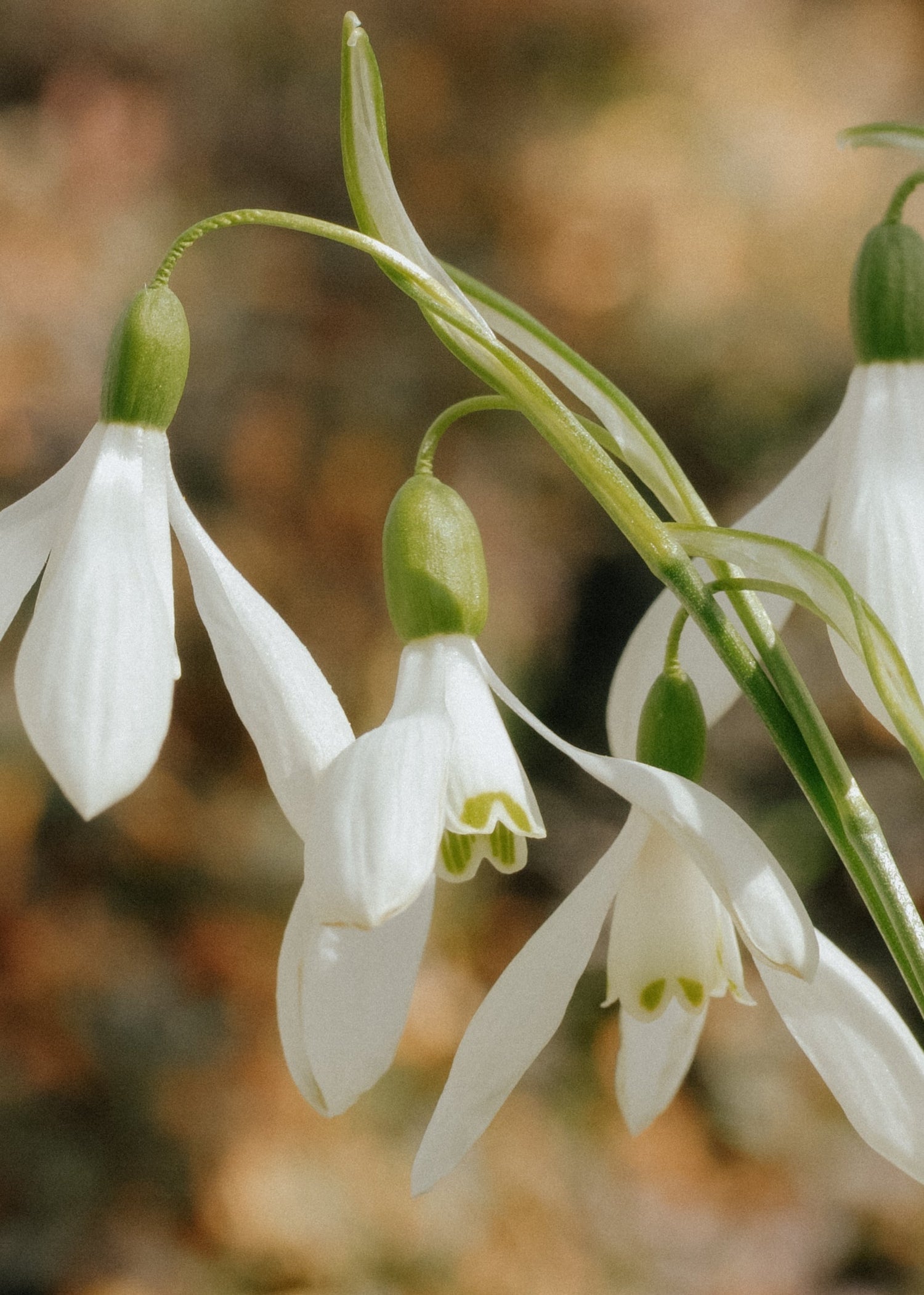 Galanthus - Ikariae