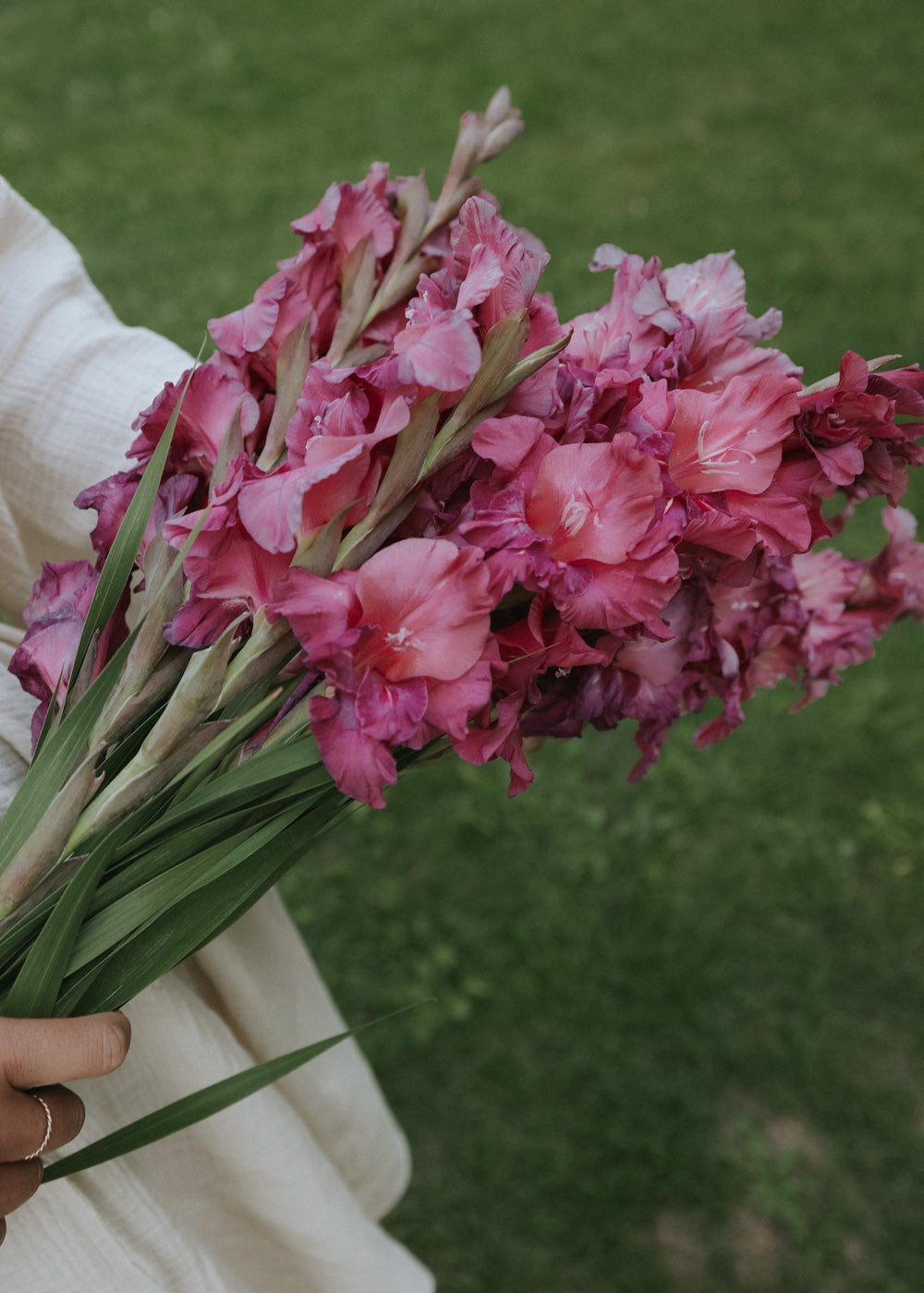 Gladiolus - Chloé