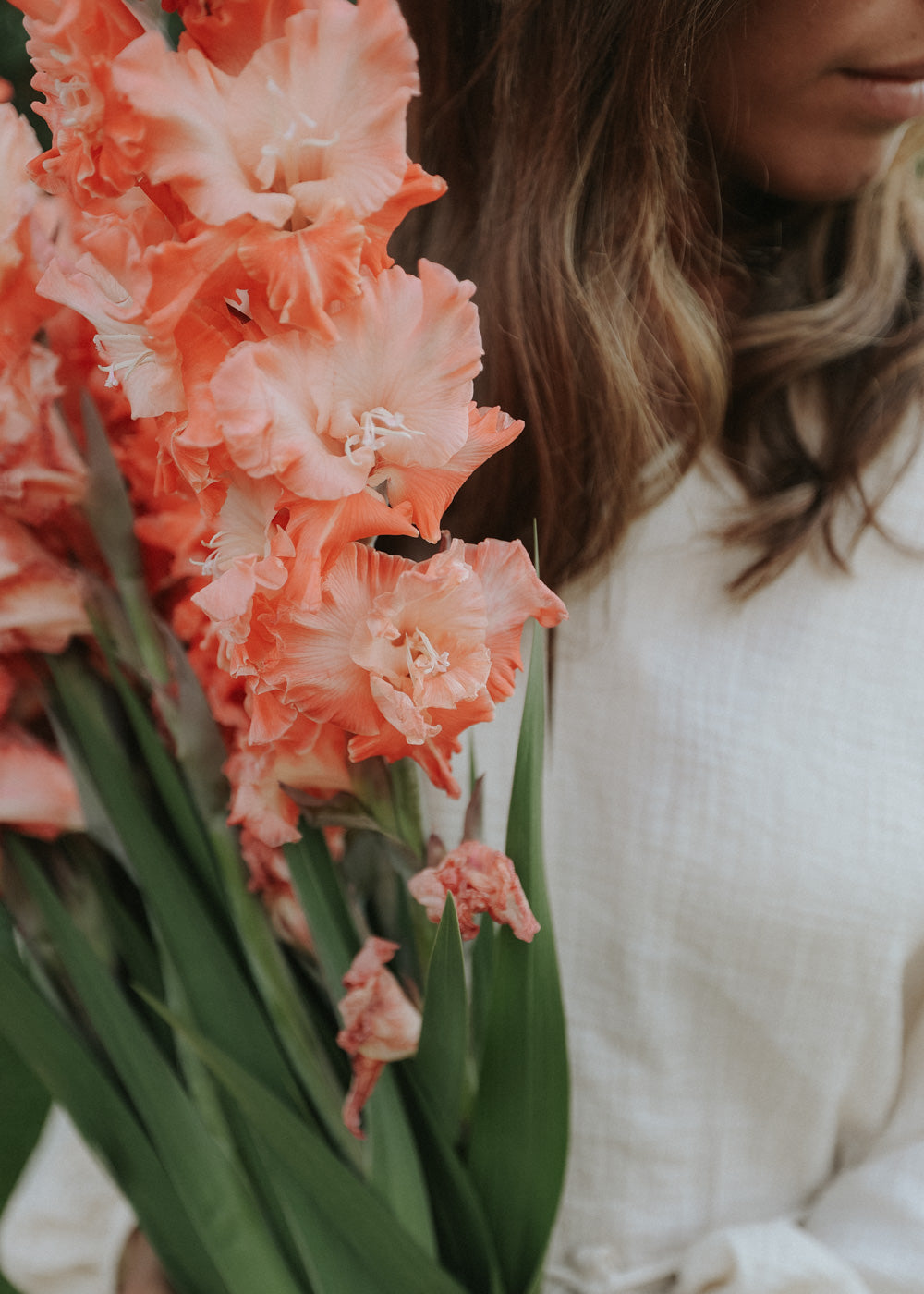 Gladiolus - Francine