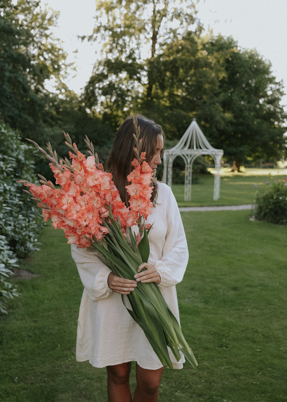 Gladiolus - Francine