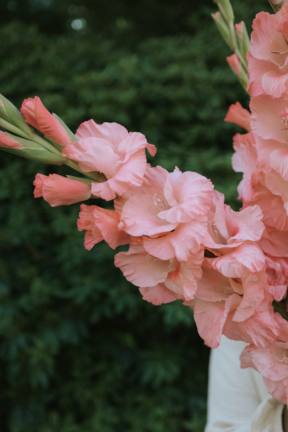 Gladiolus - Juliette