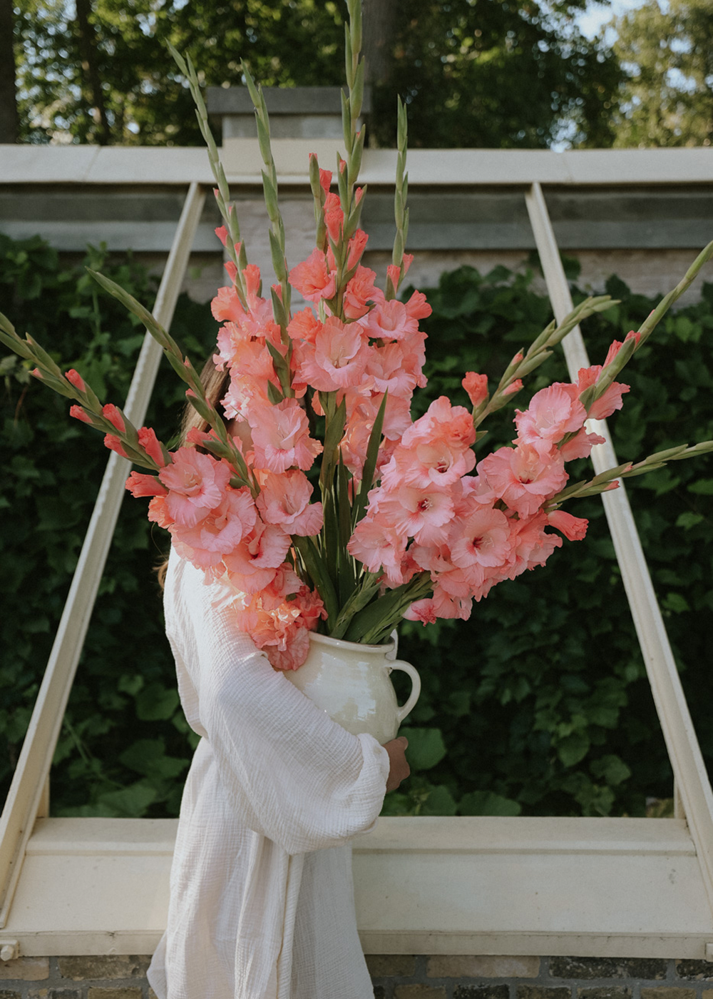 Gladiolus - Juliette