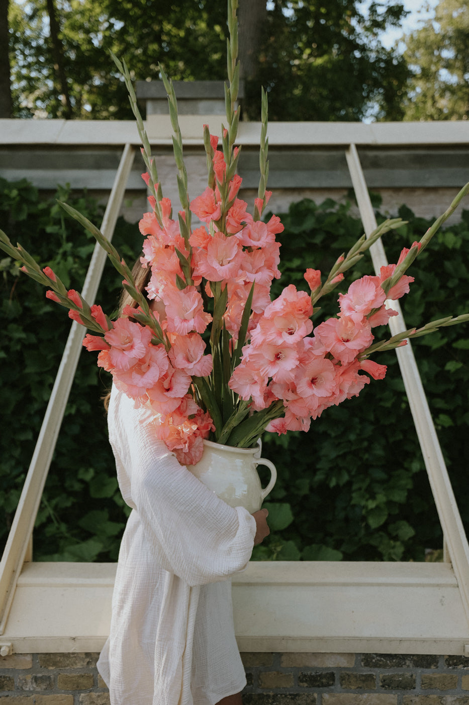 Gladiolus - Juliette