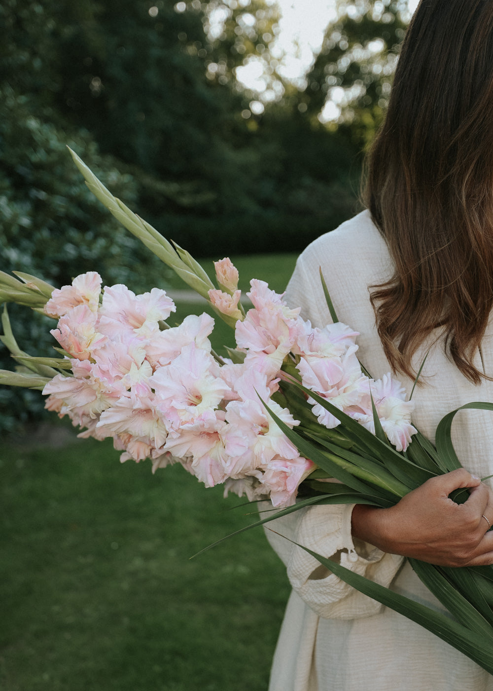 Gladiolus - Le Belle Jolie
