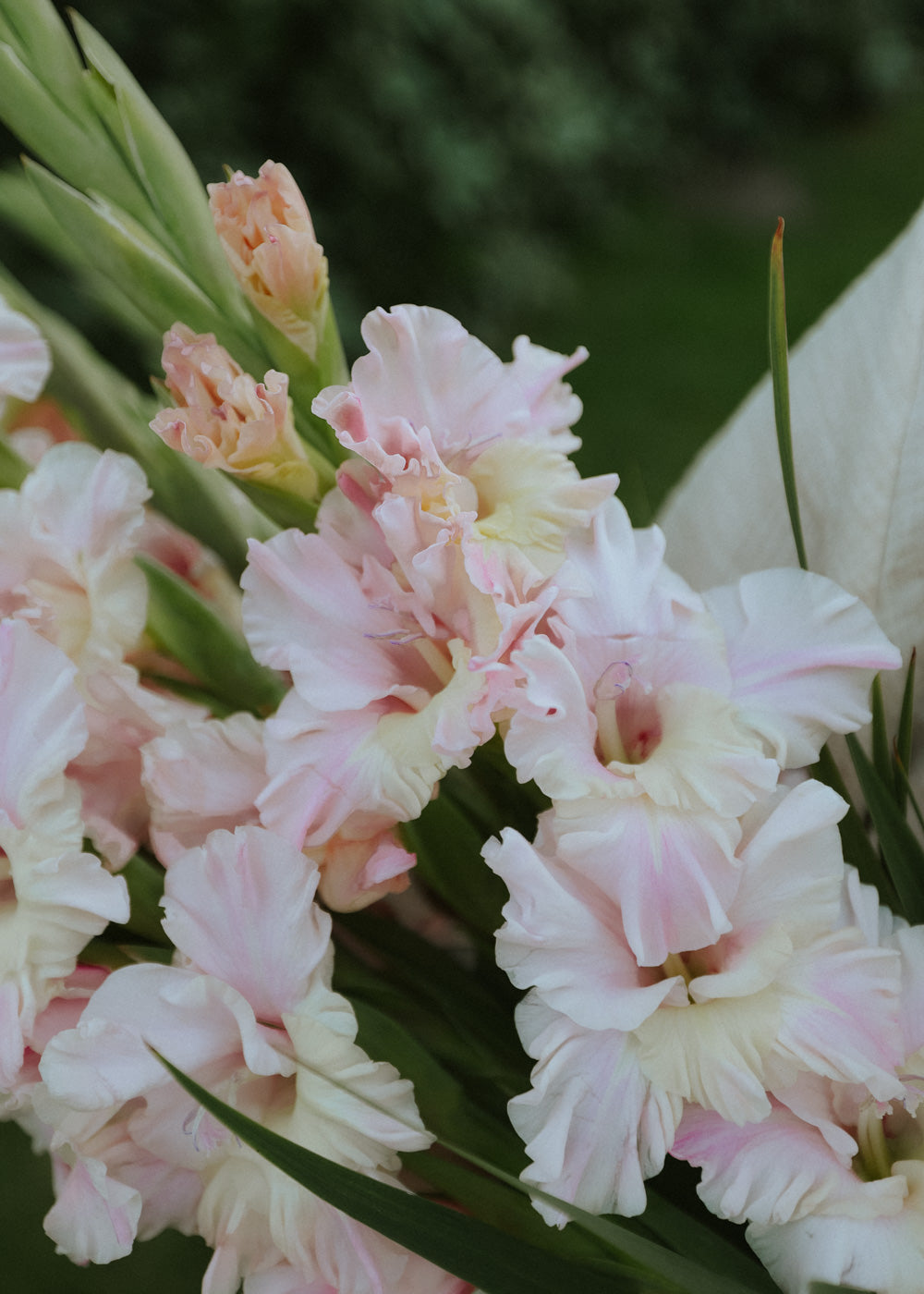 Gladiolus - Le Belle Jolie