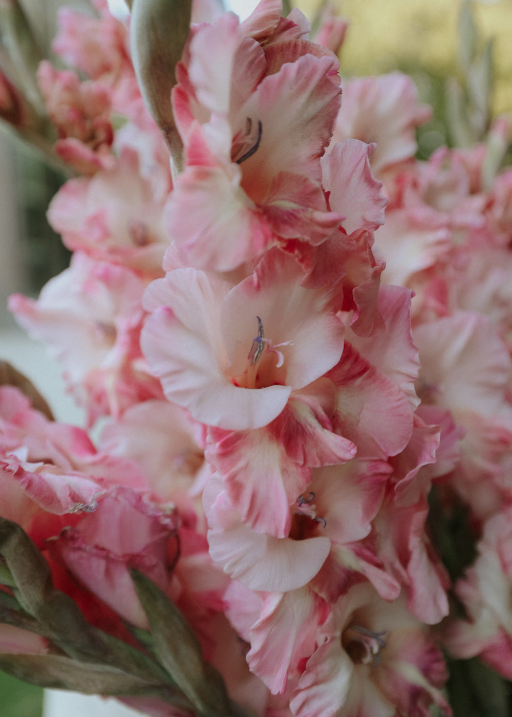 Gladiolus - Petite Patrice